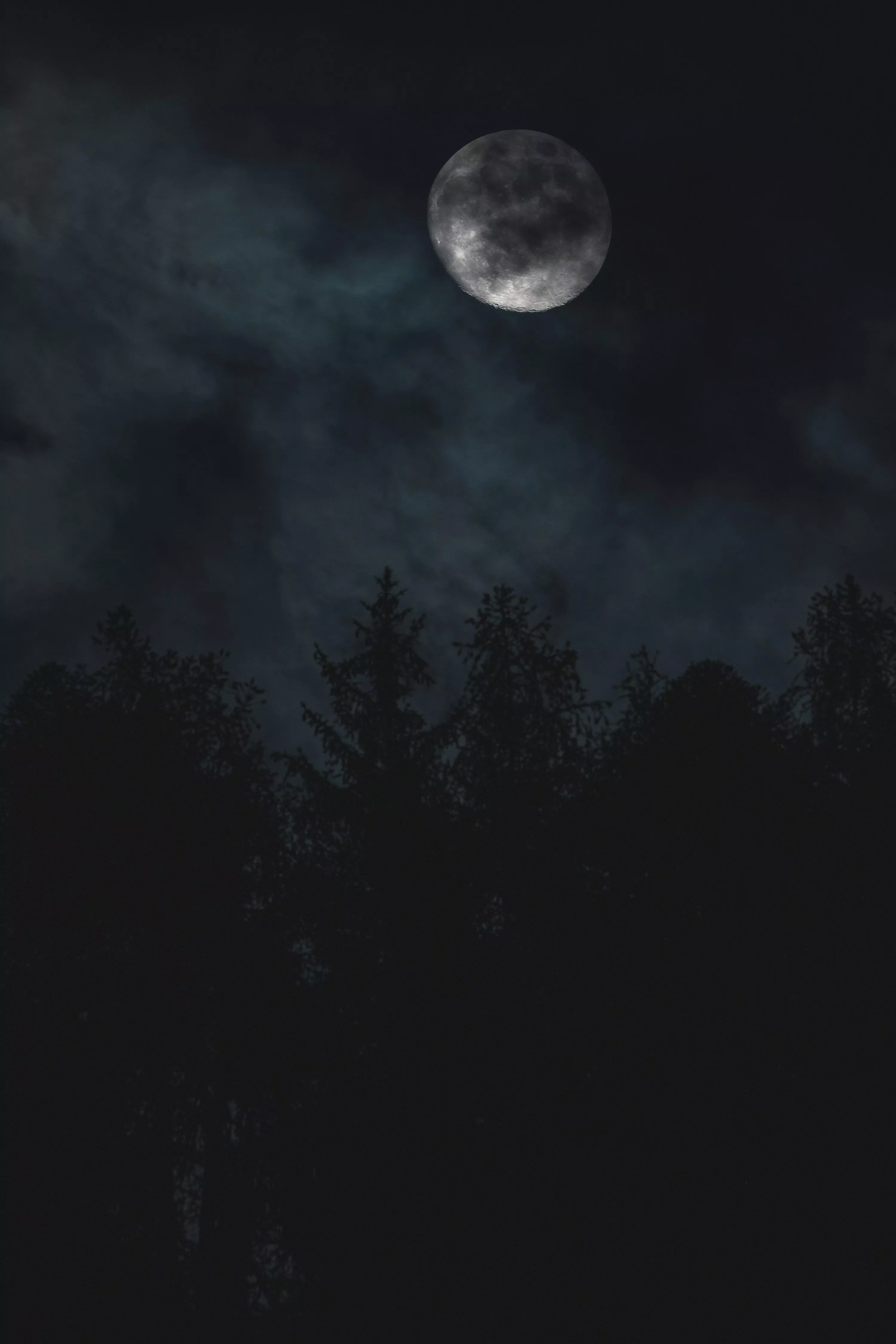 Silhouette of trees under moon photo