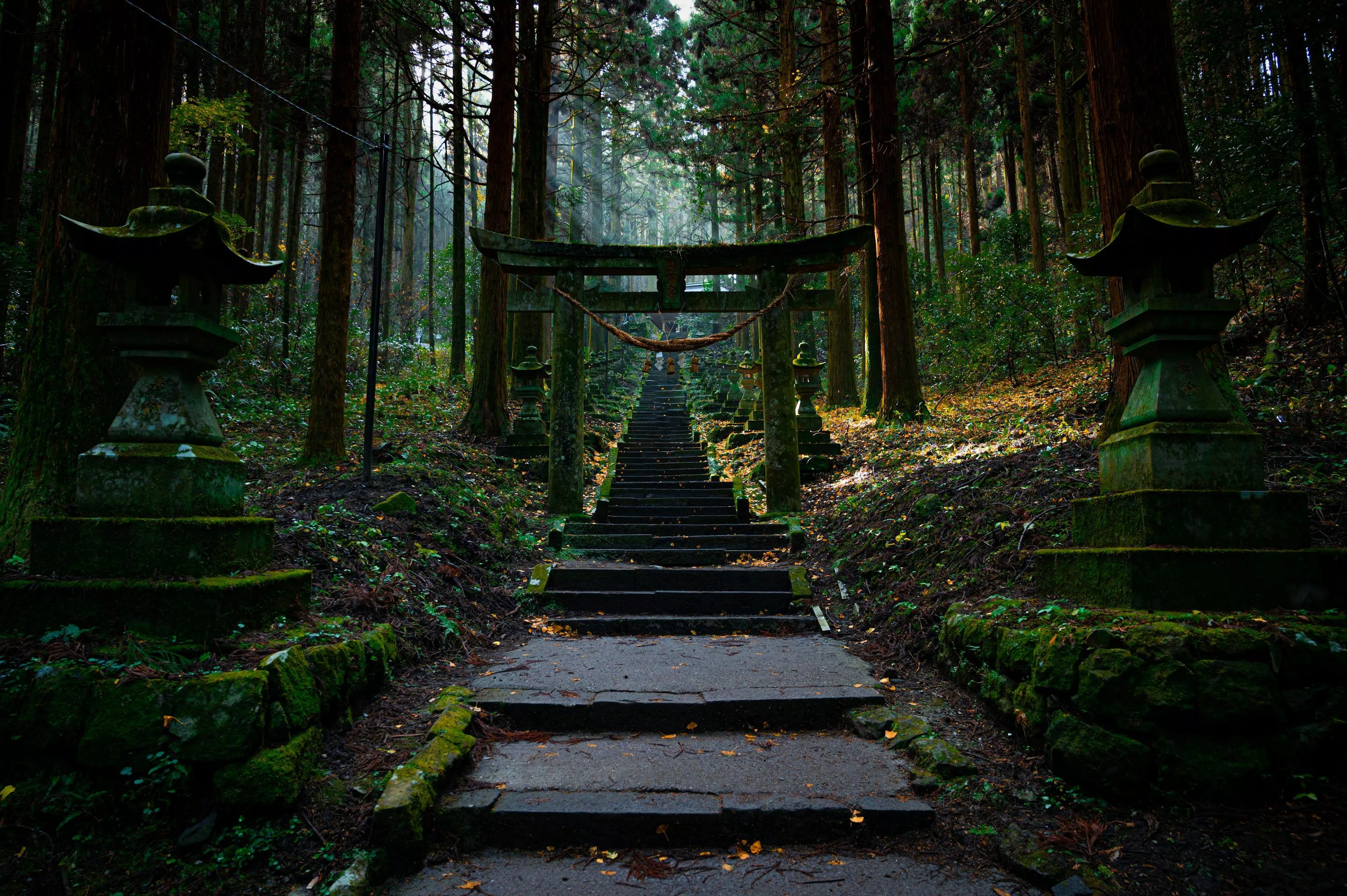 Japan Forest Picture. Download Free