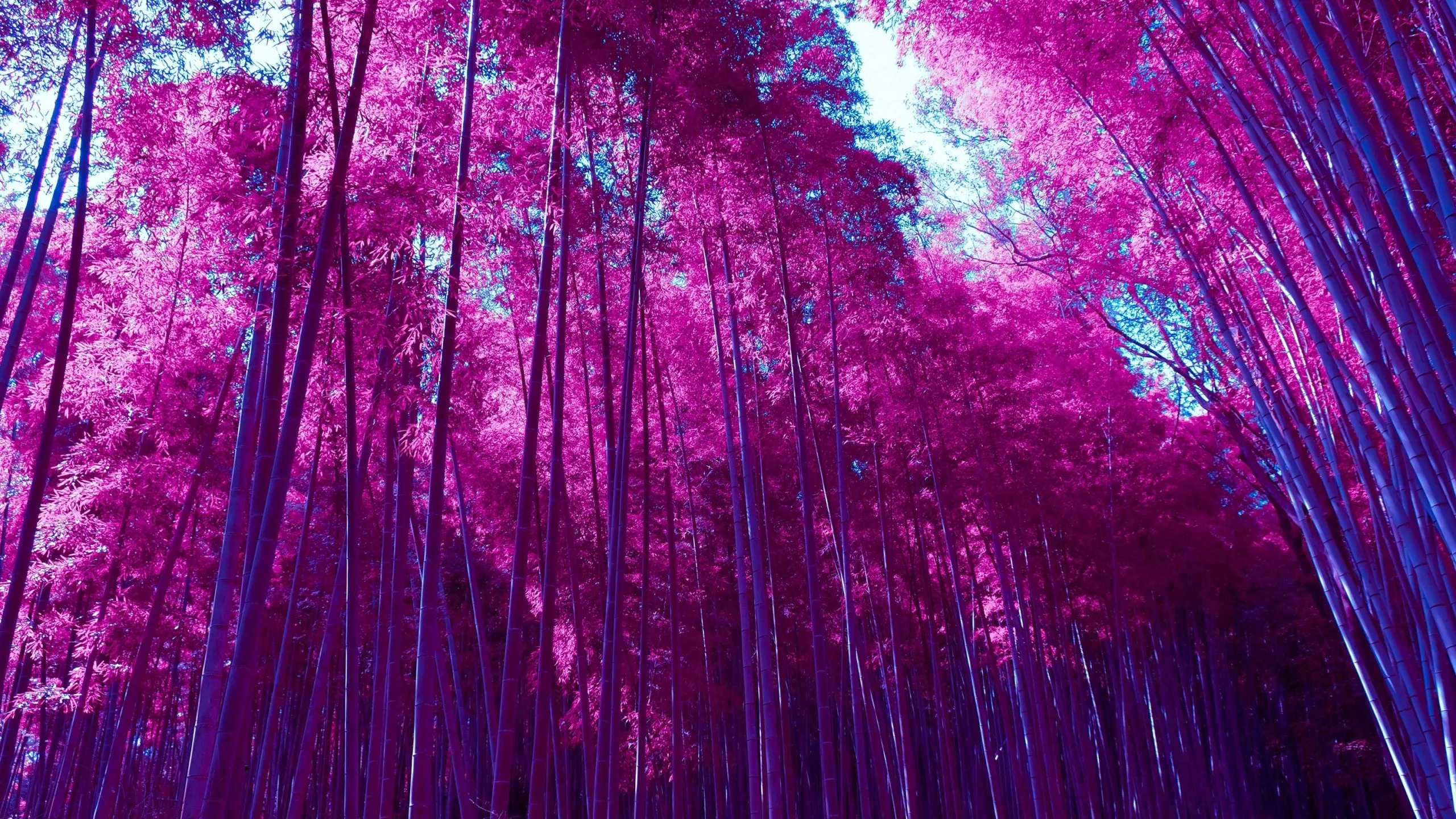 wallpaper 2560x1440 bamboo forest