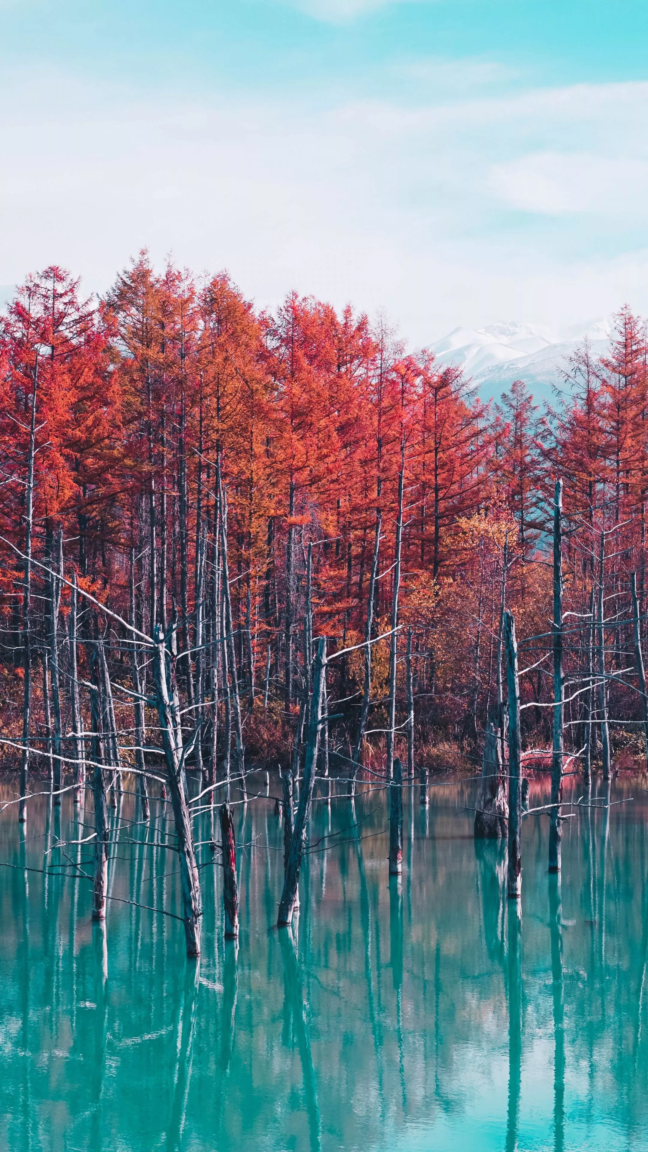 Shirogane Blue Pond Wallpaper 4K