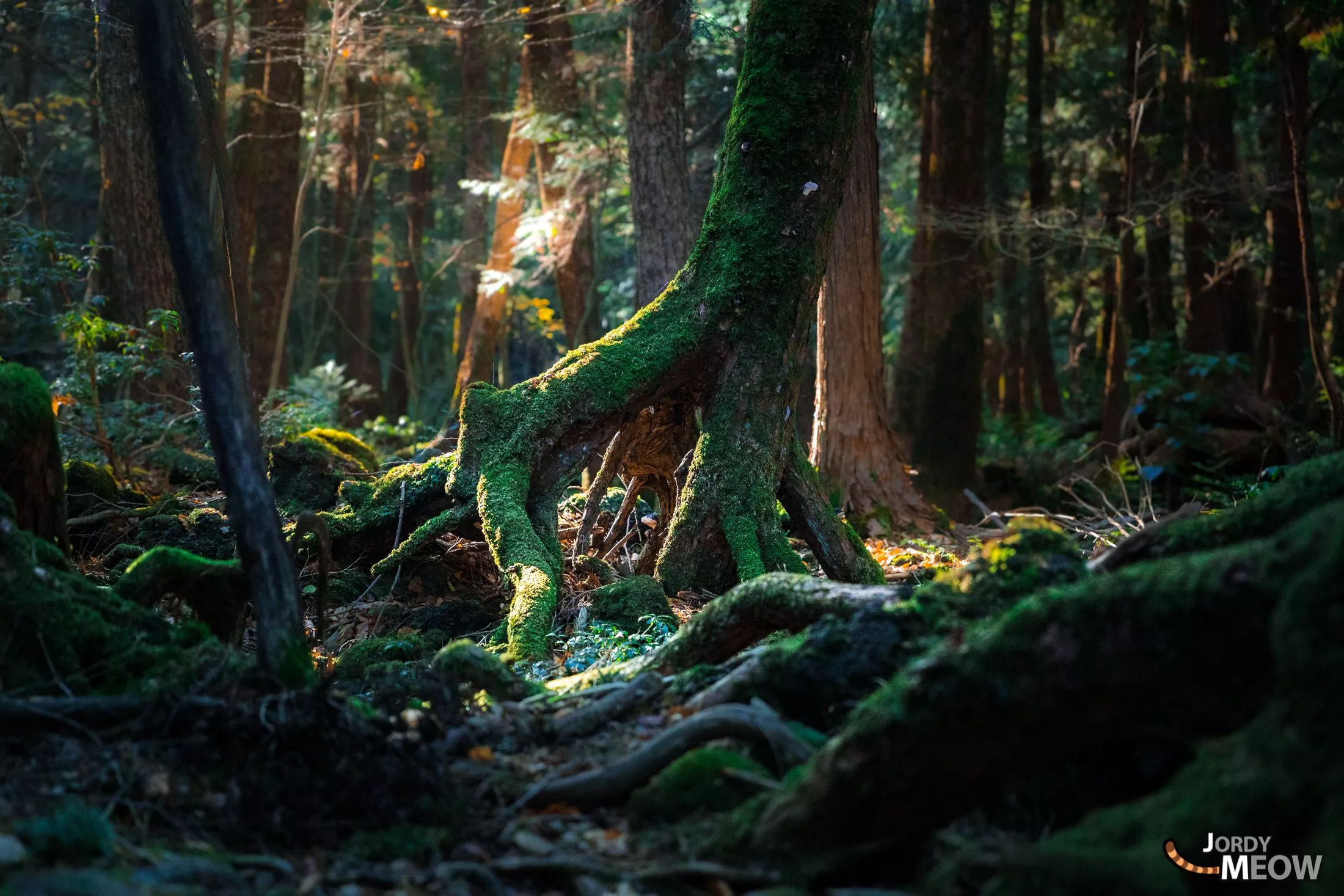 Suicide Forest: Aokigahara