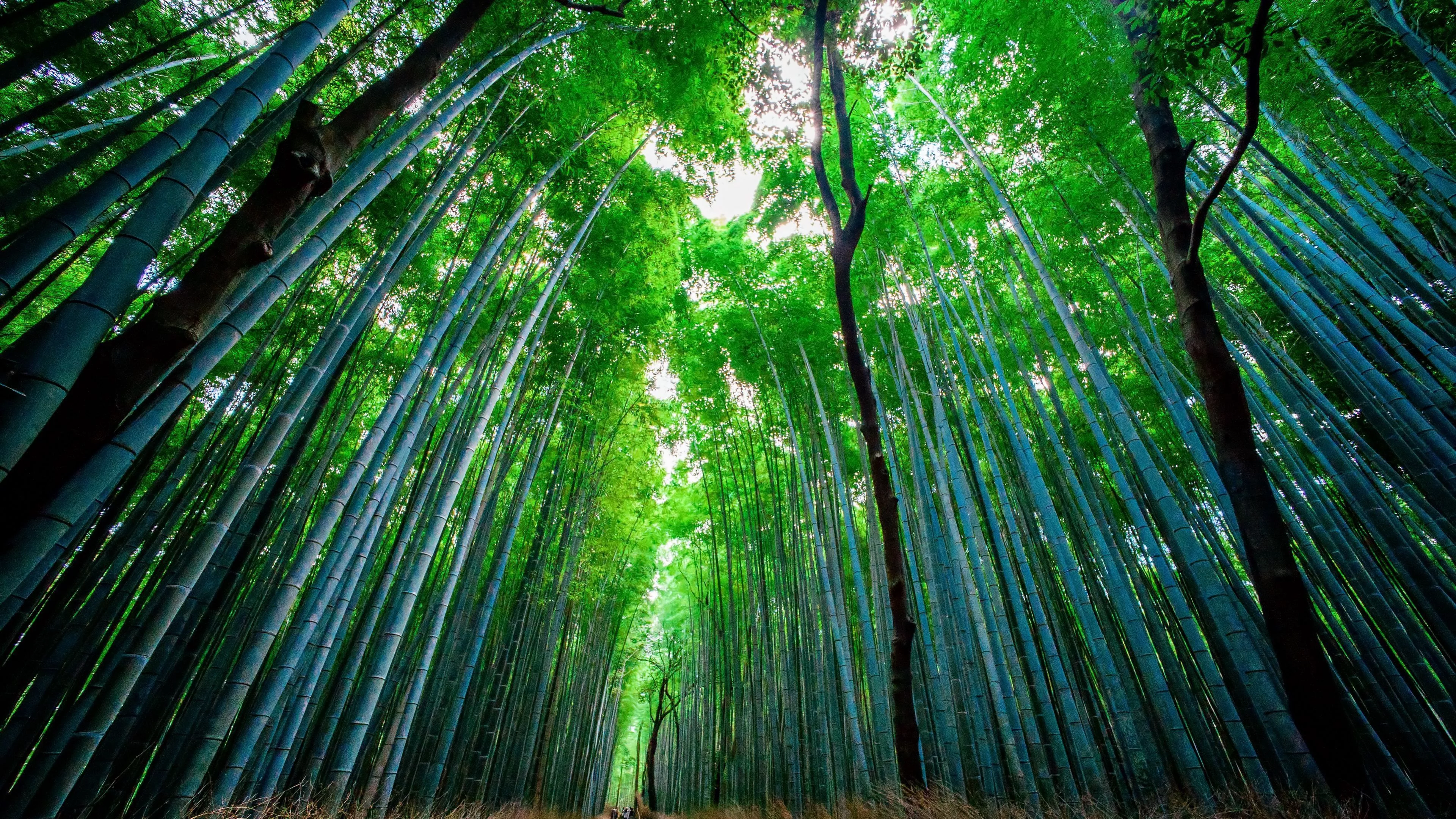 Bamboo Wallpaper