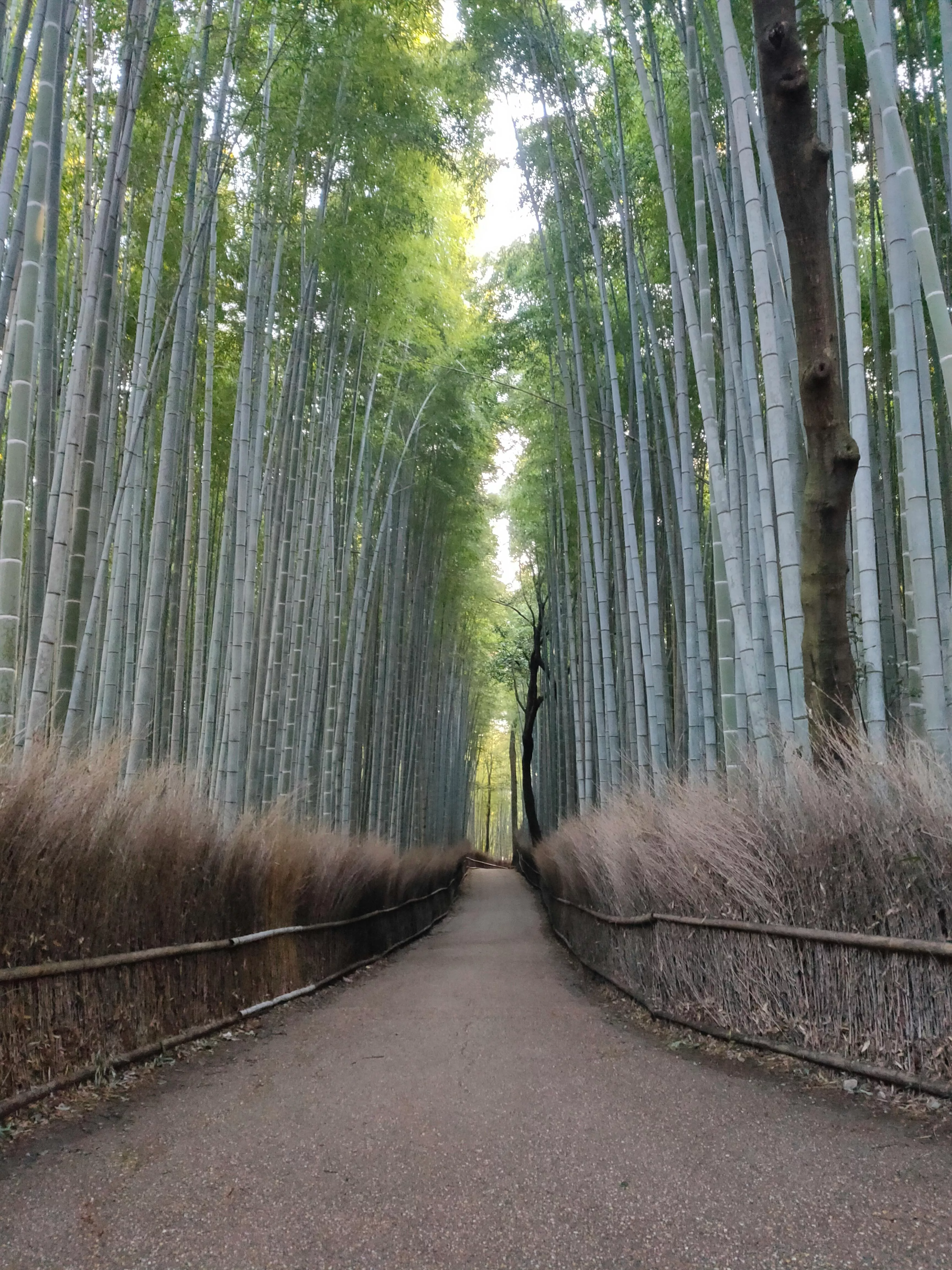 Deep Bamboo Forest · Free