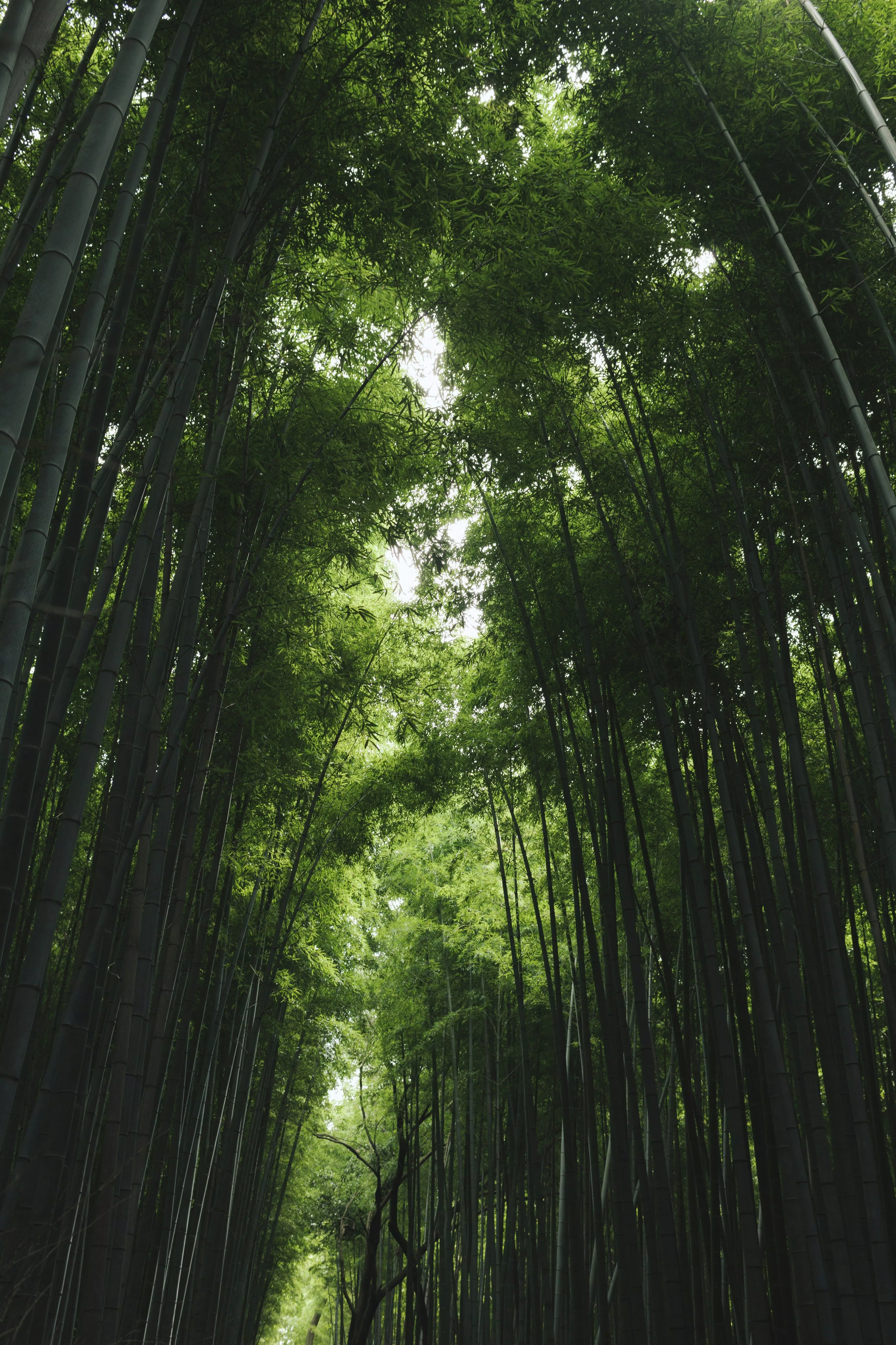 Beautiful Bamboo Forests To Visit In Japan