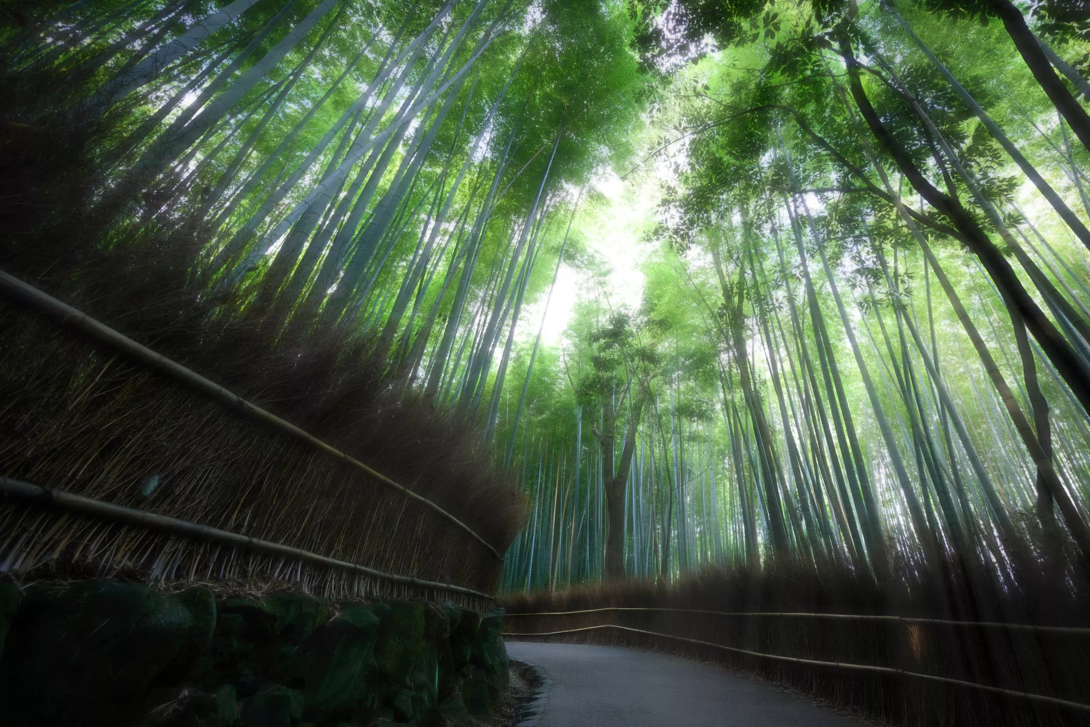 Enchanting Bamboo Forest Path in Kyoto