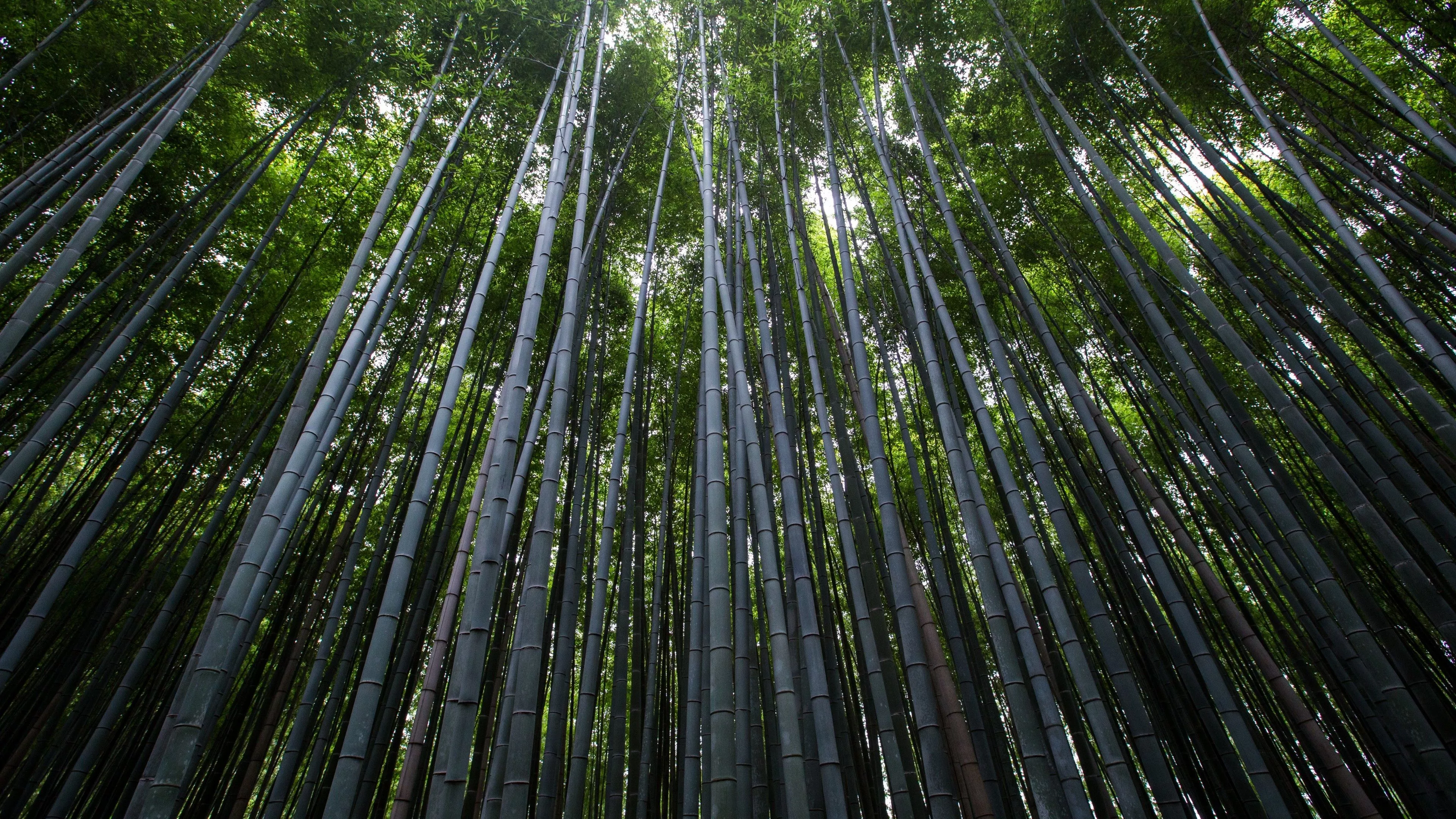 Bamboo Wallpaper