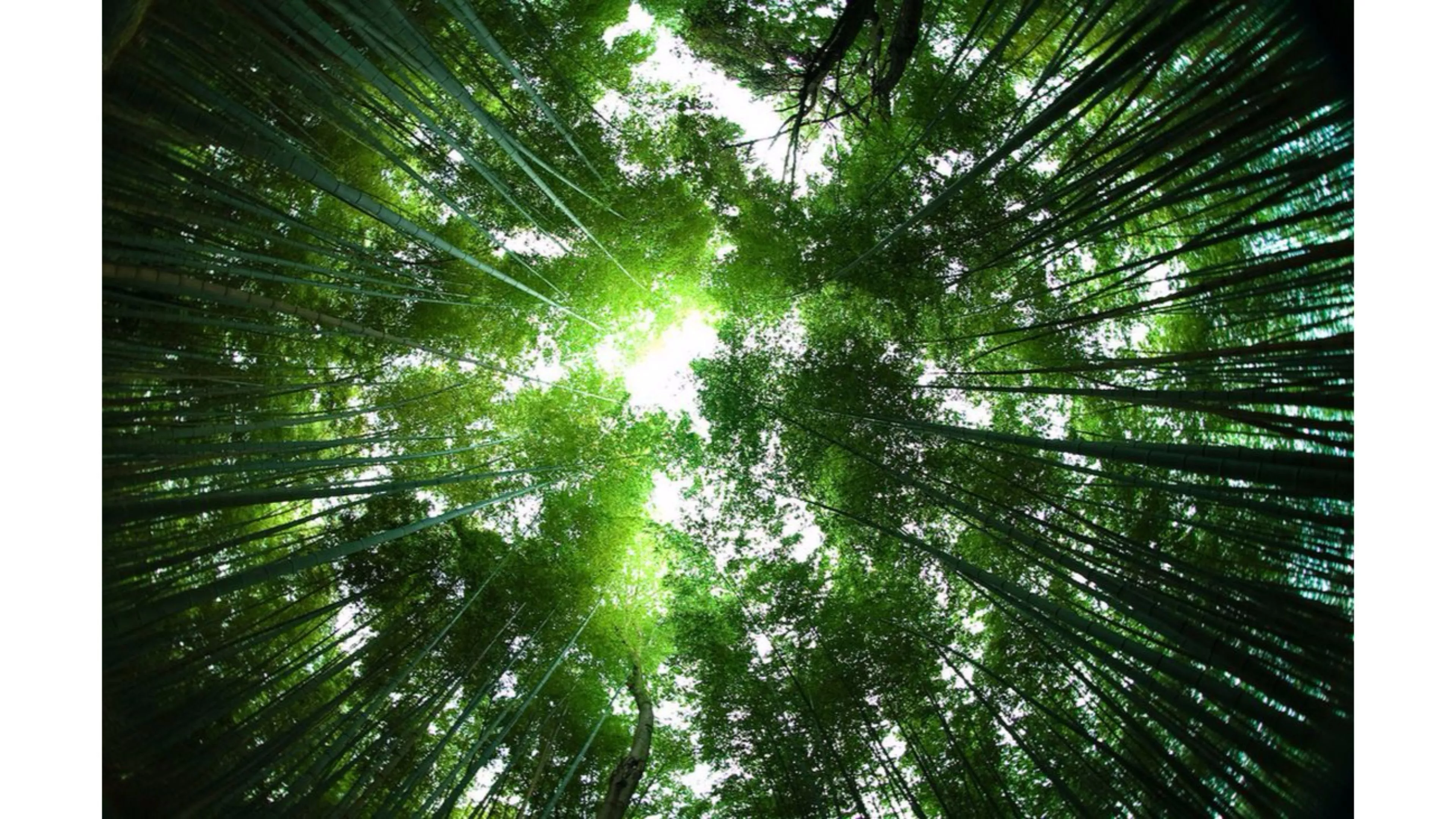 Sagano Bamboo Forest Japan 4K Wallpaper