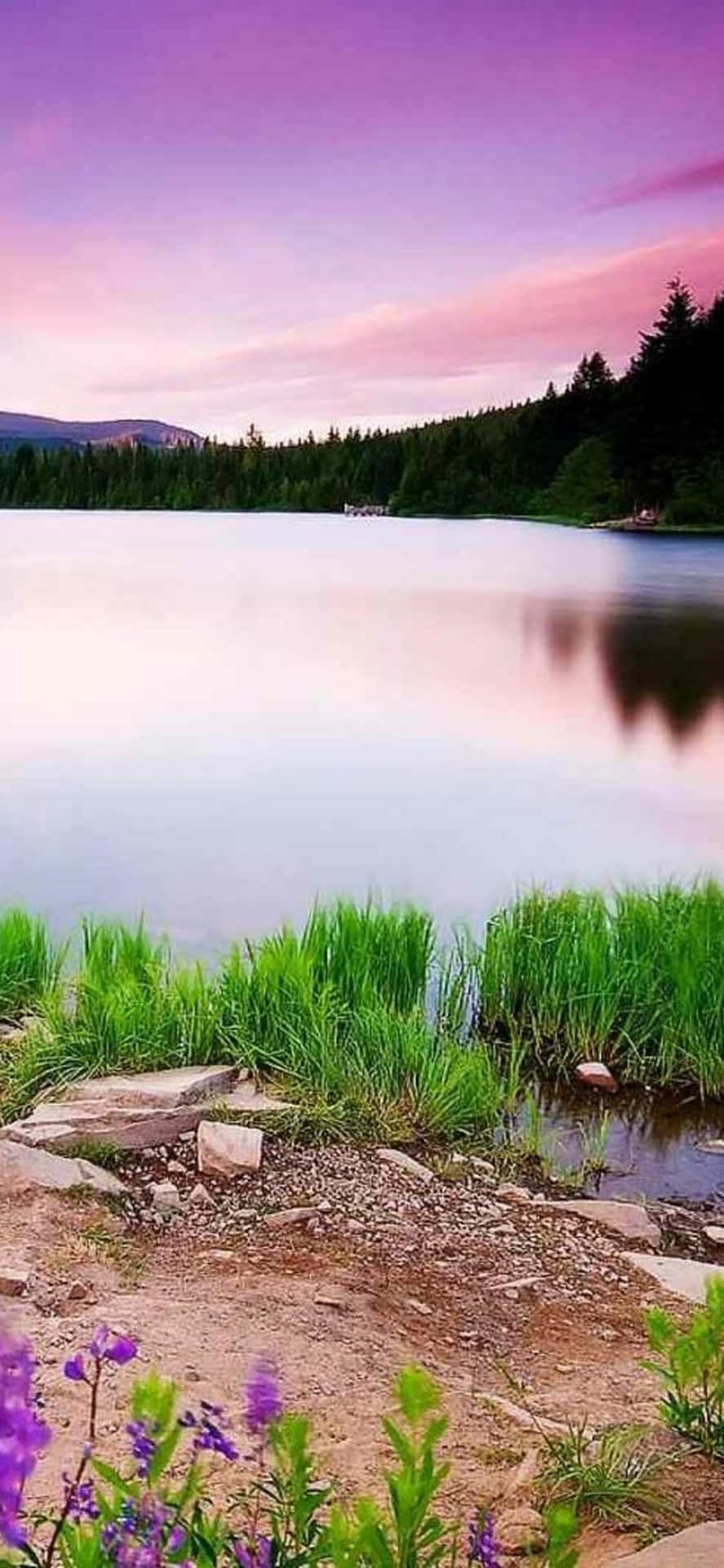 Pink Skies Nature 4k iPhone Wallpaper