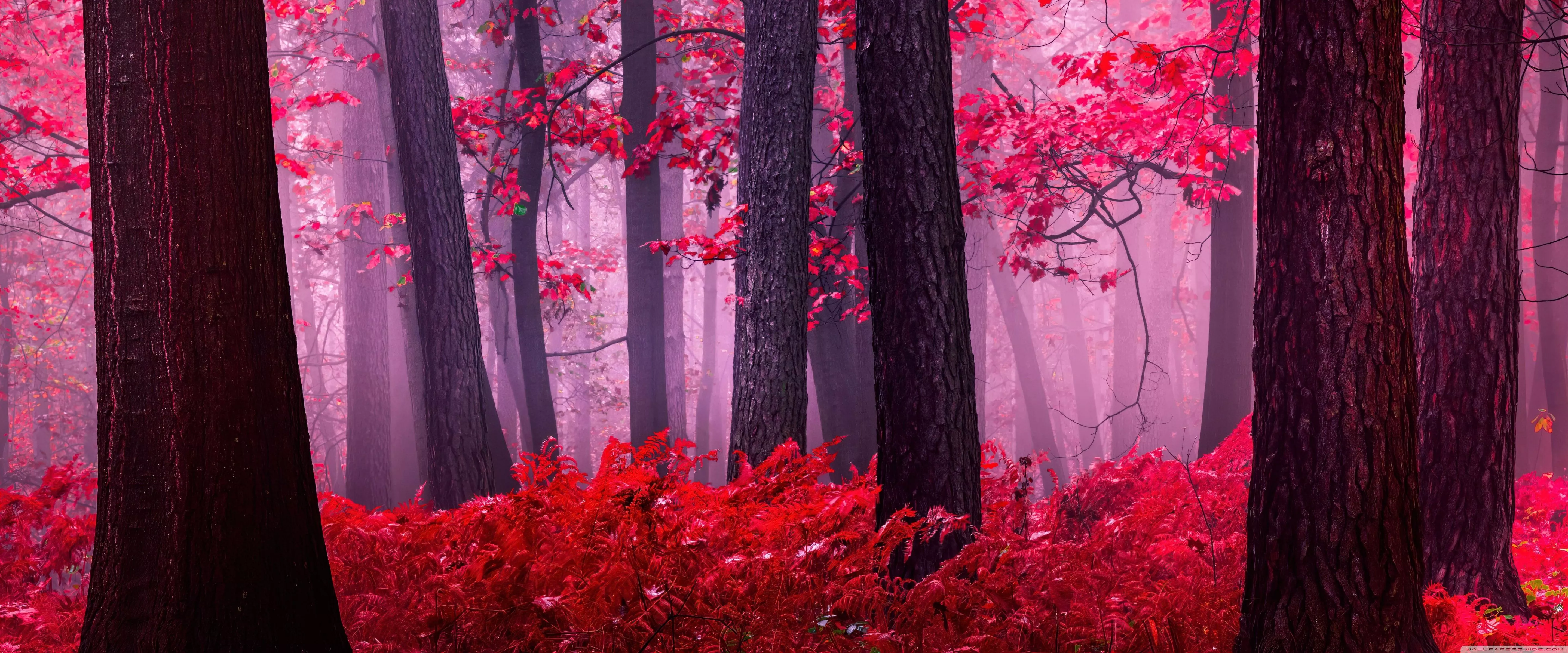 Red Woods Ultra HD Wallpaper for 4K UHD