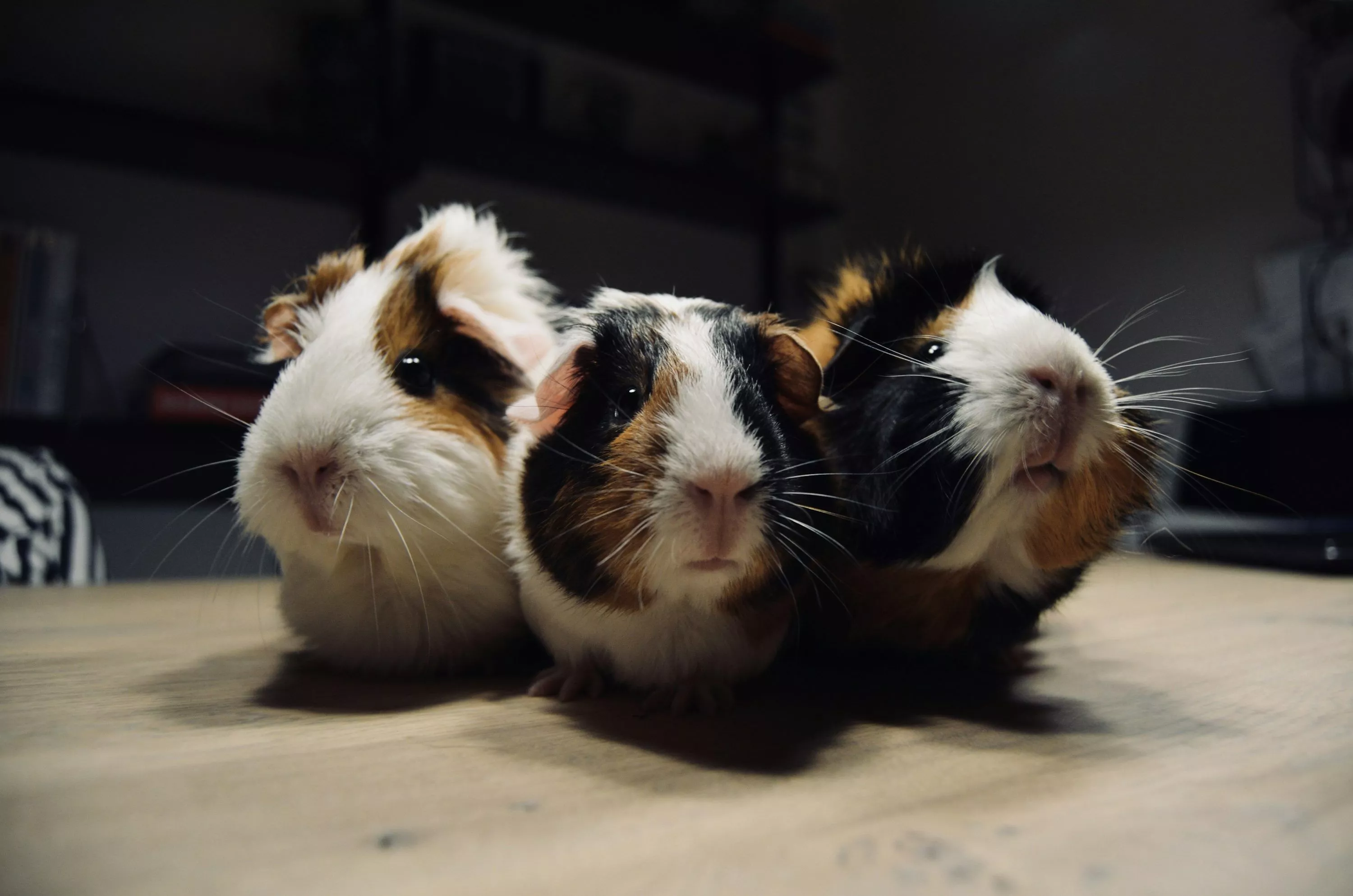 Guinea Pigs Picture. Download Free