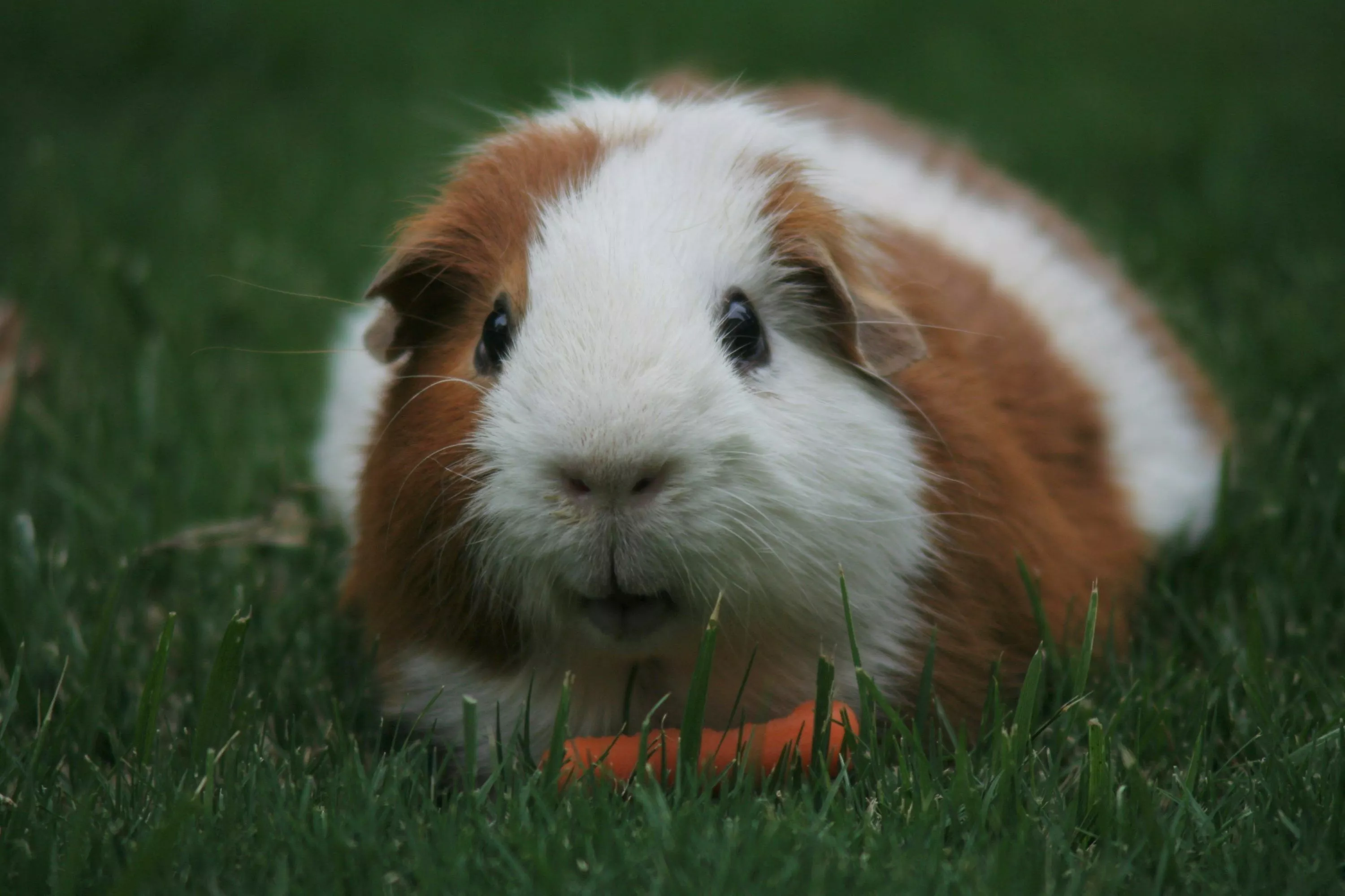 Guinea Pig Picture [HD]. Download