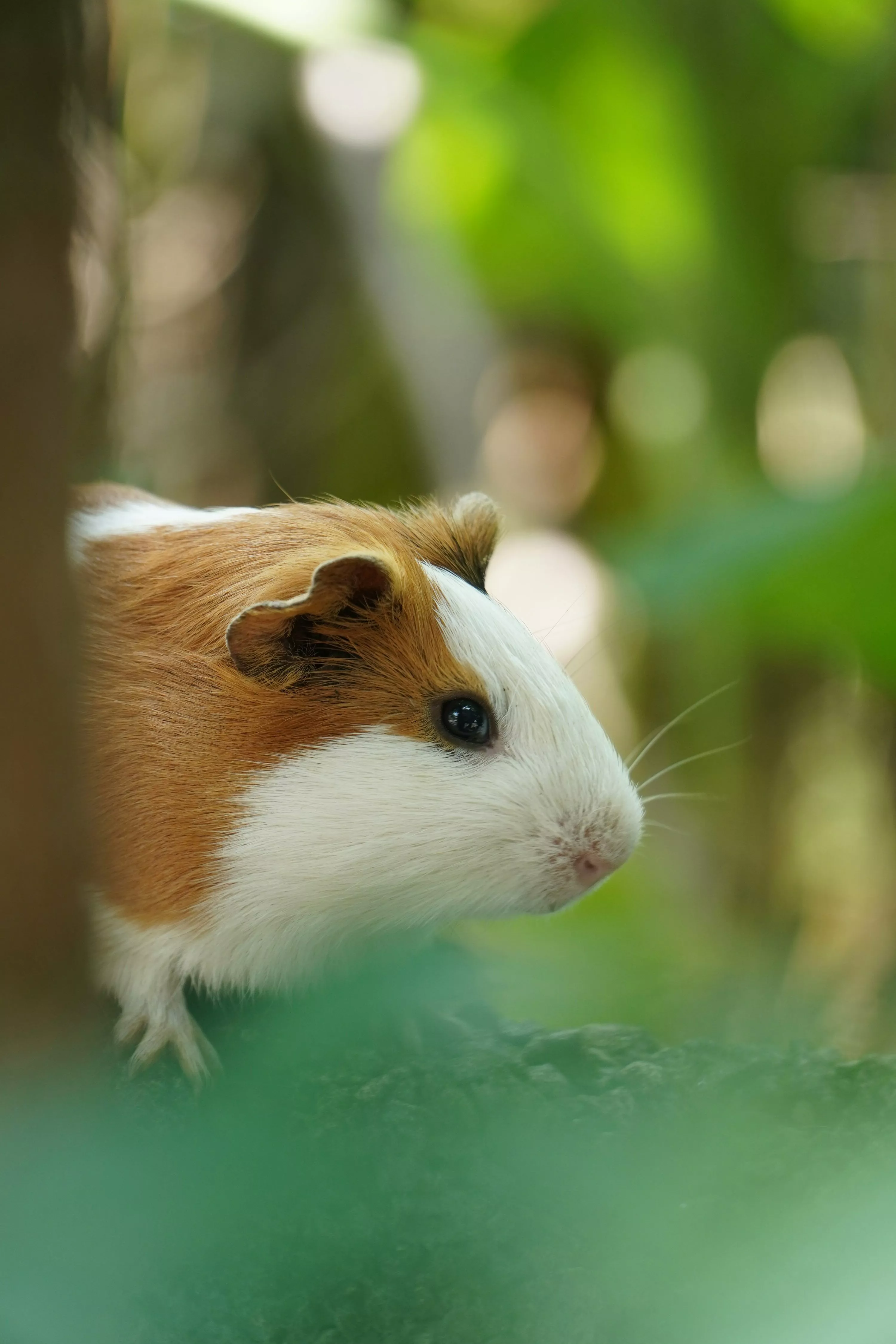 Guinea Pigs Picture. Download Free