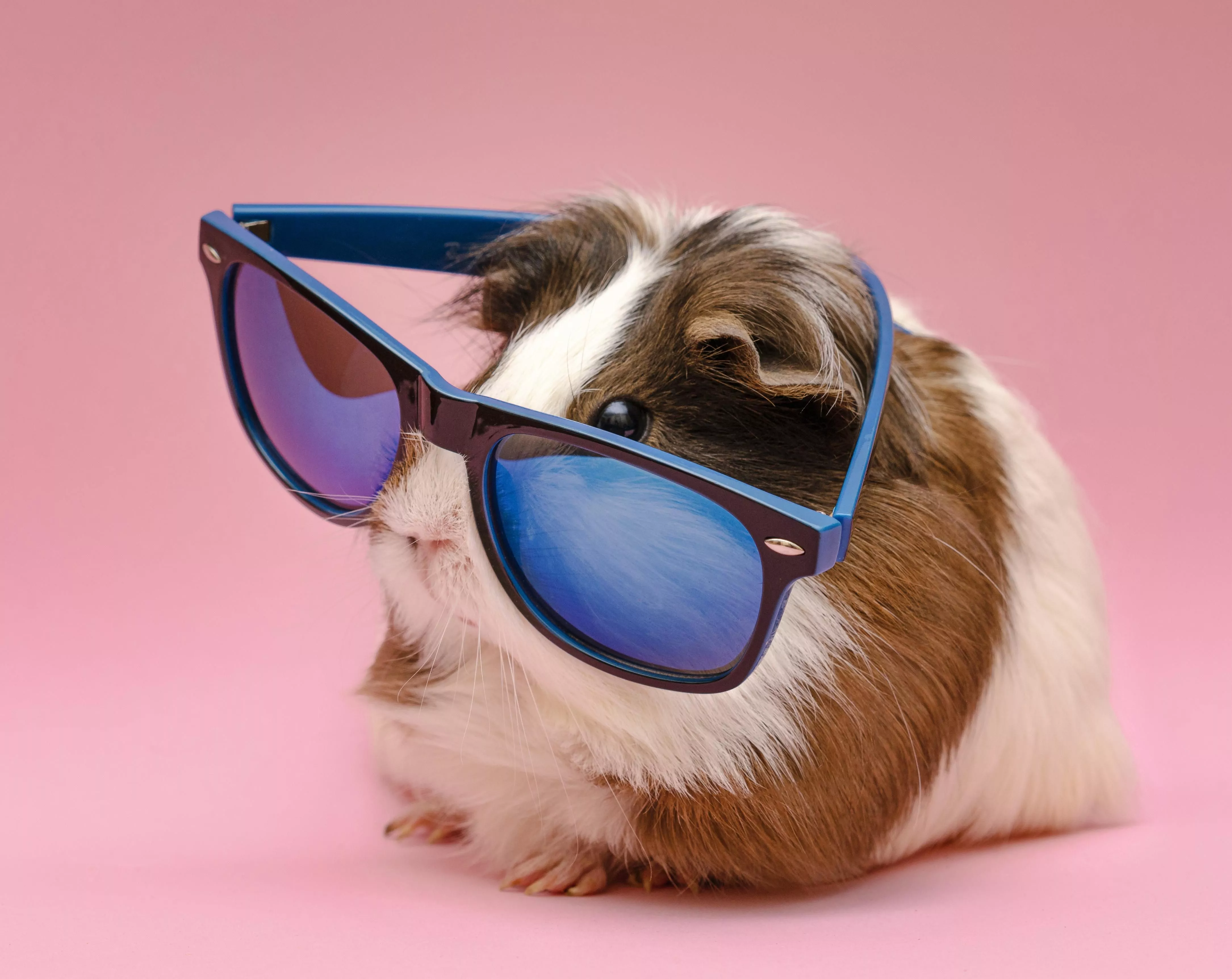 Animal Guinea Pig 4k Ultra HD Wallpaper