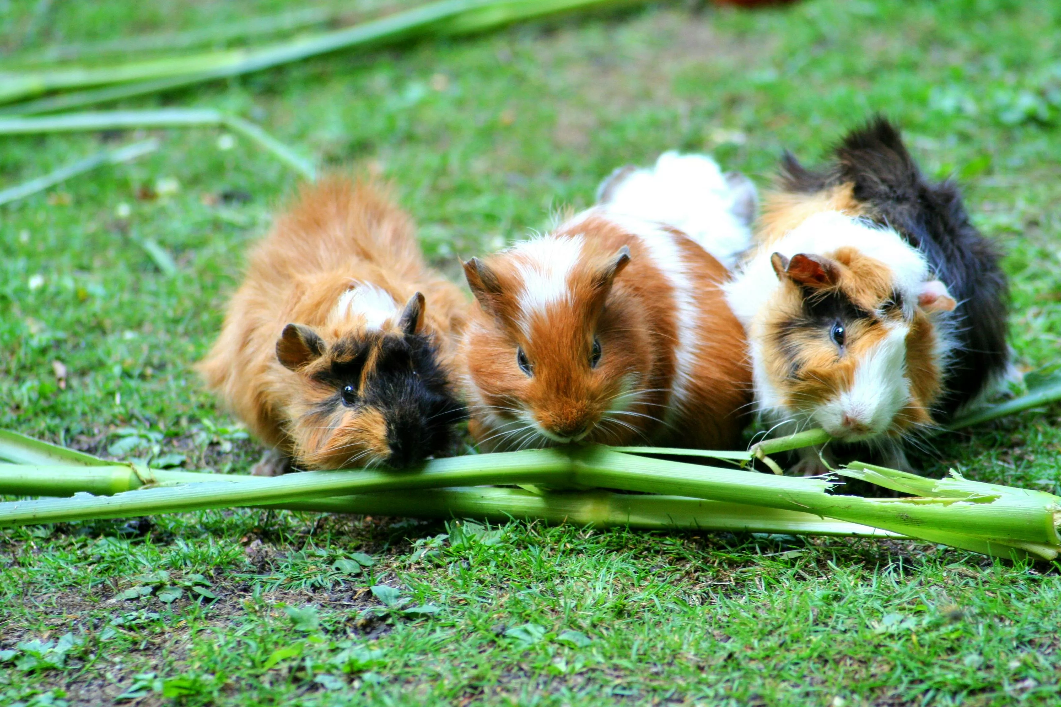 Cute Guinea Pigs Photo, Download