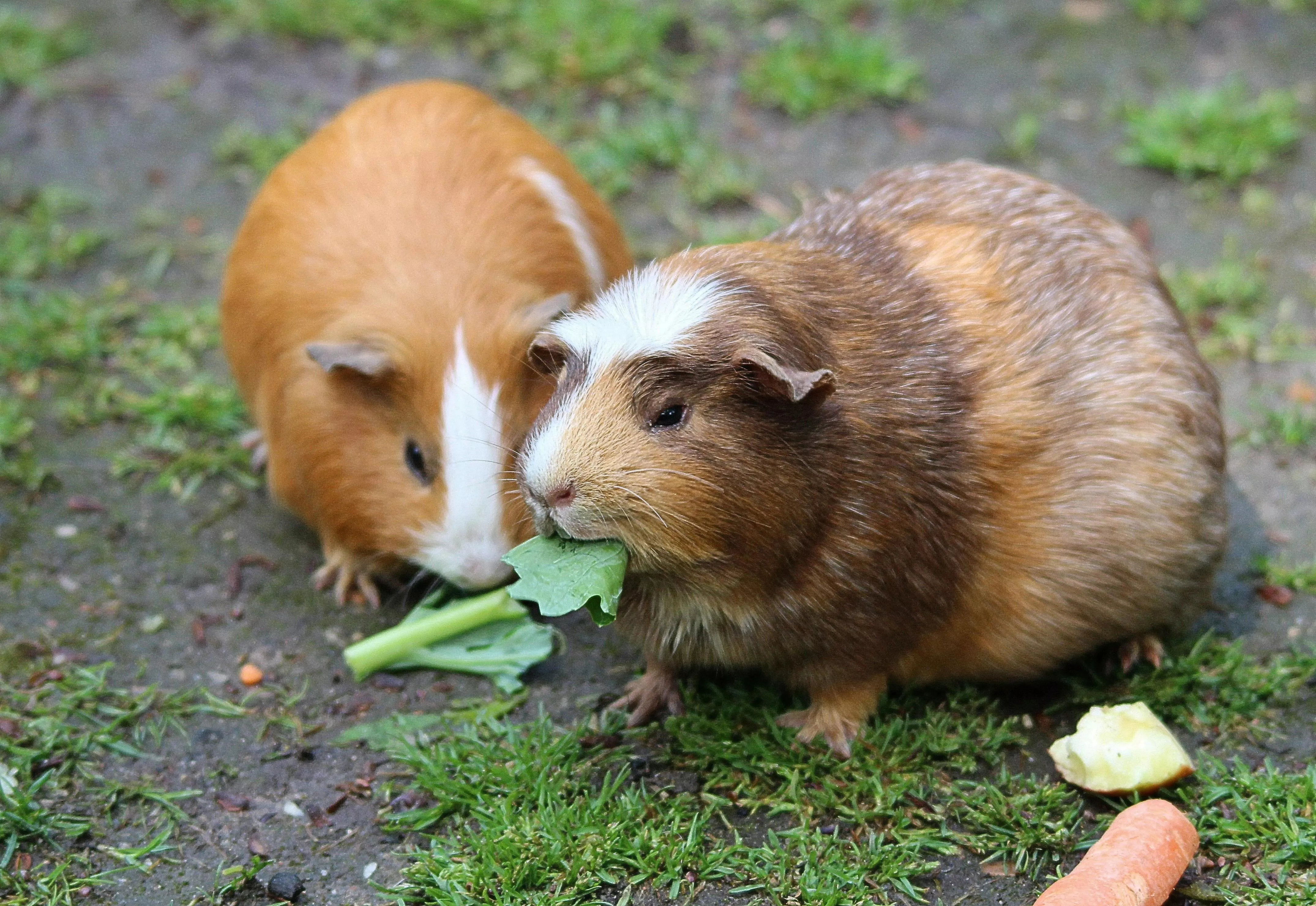 Cute Guinea Pigs Photo, Download