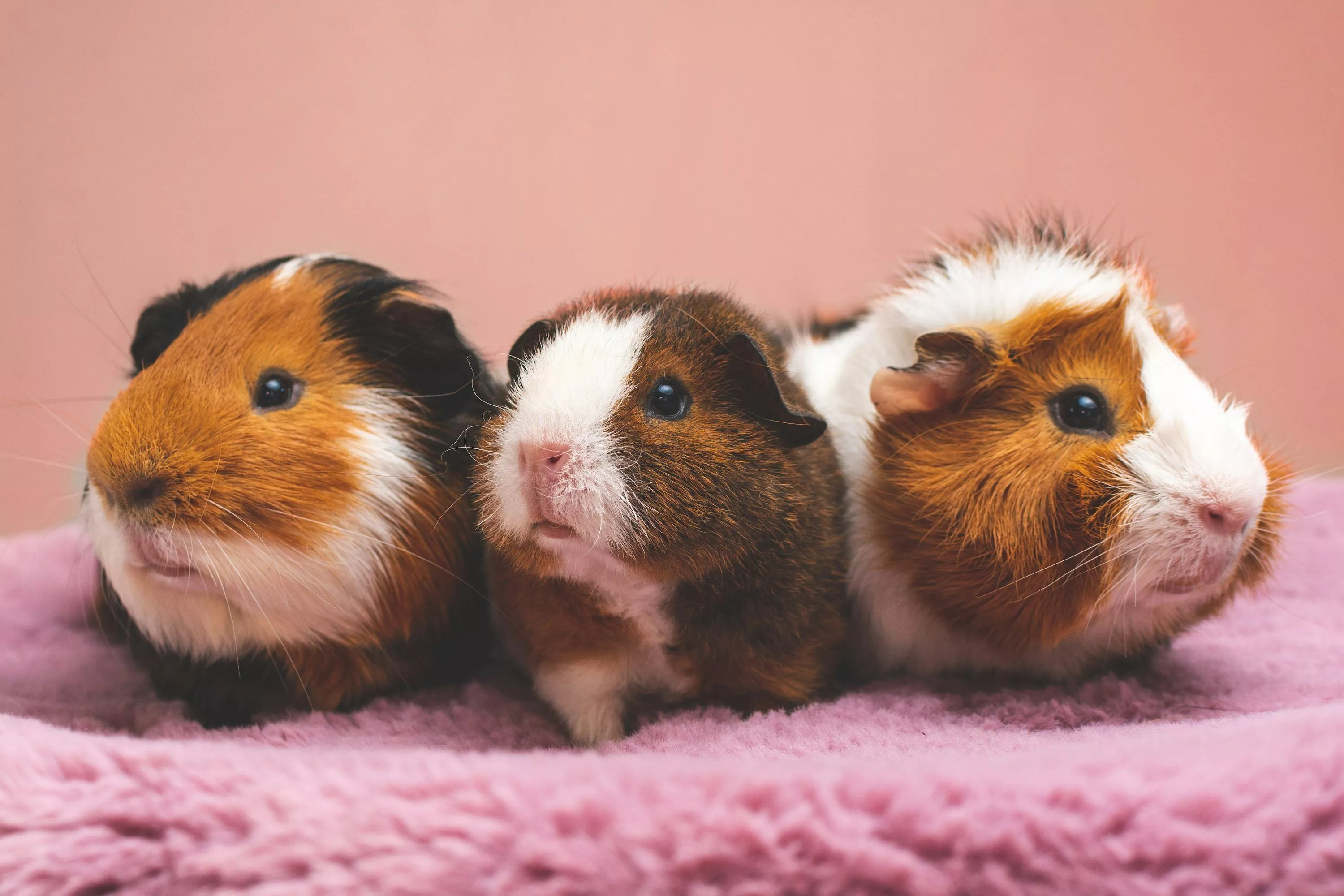 Guinea Pigs Picture. Download Free