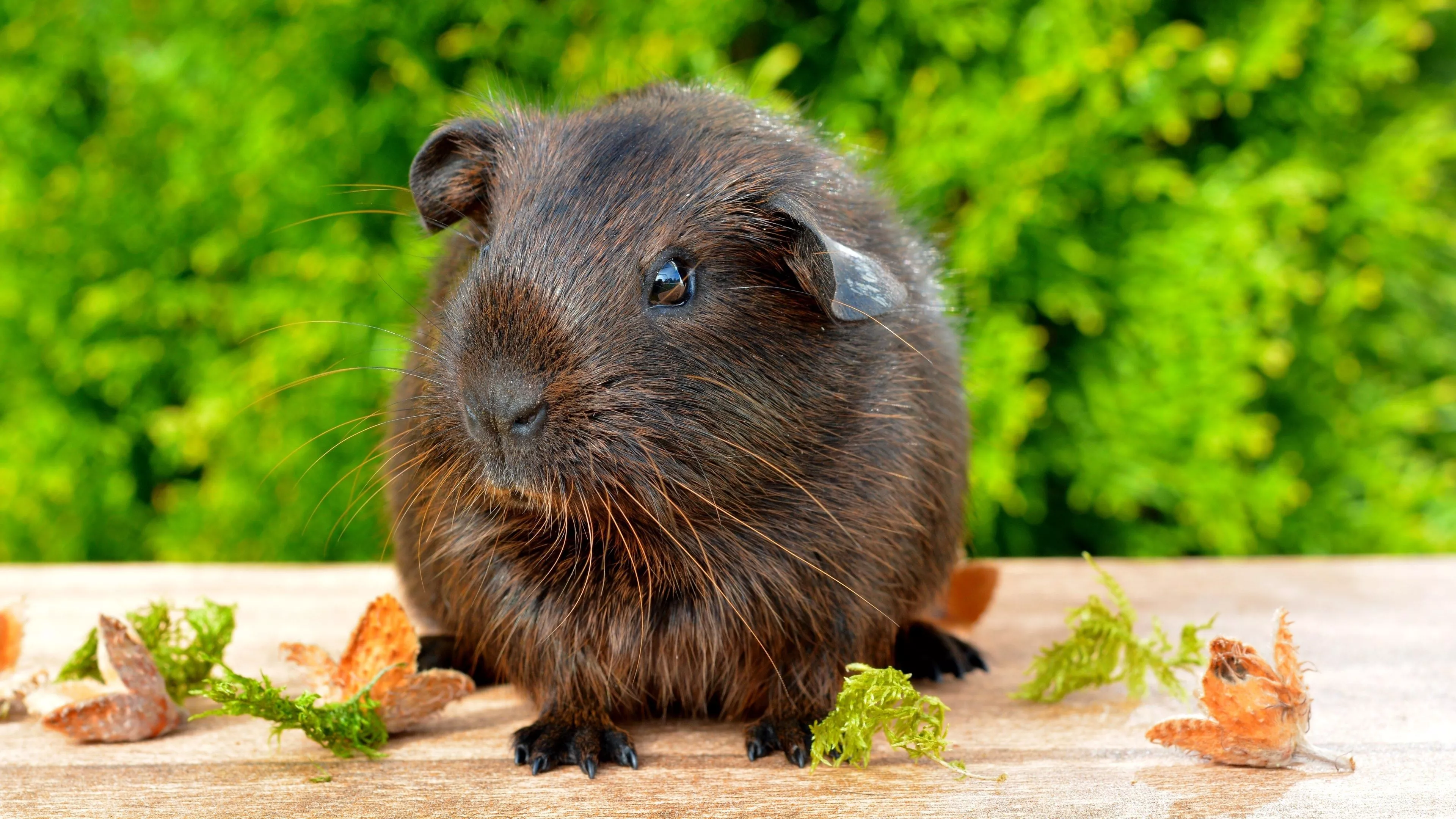 Guinea Pig Wallpaper