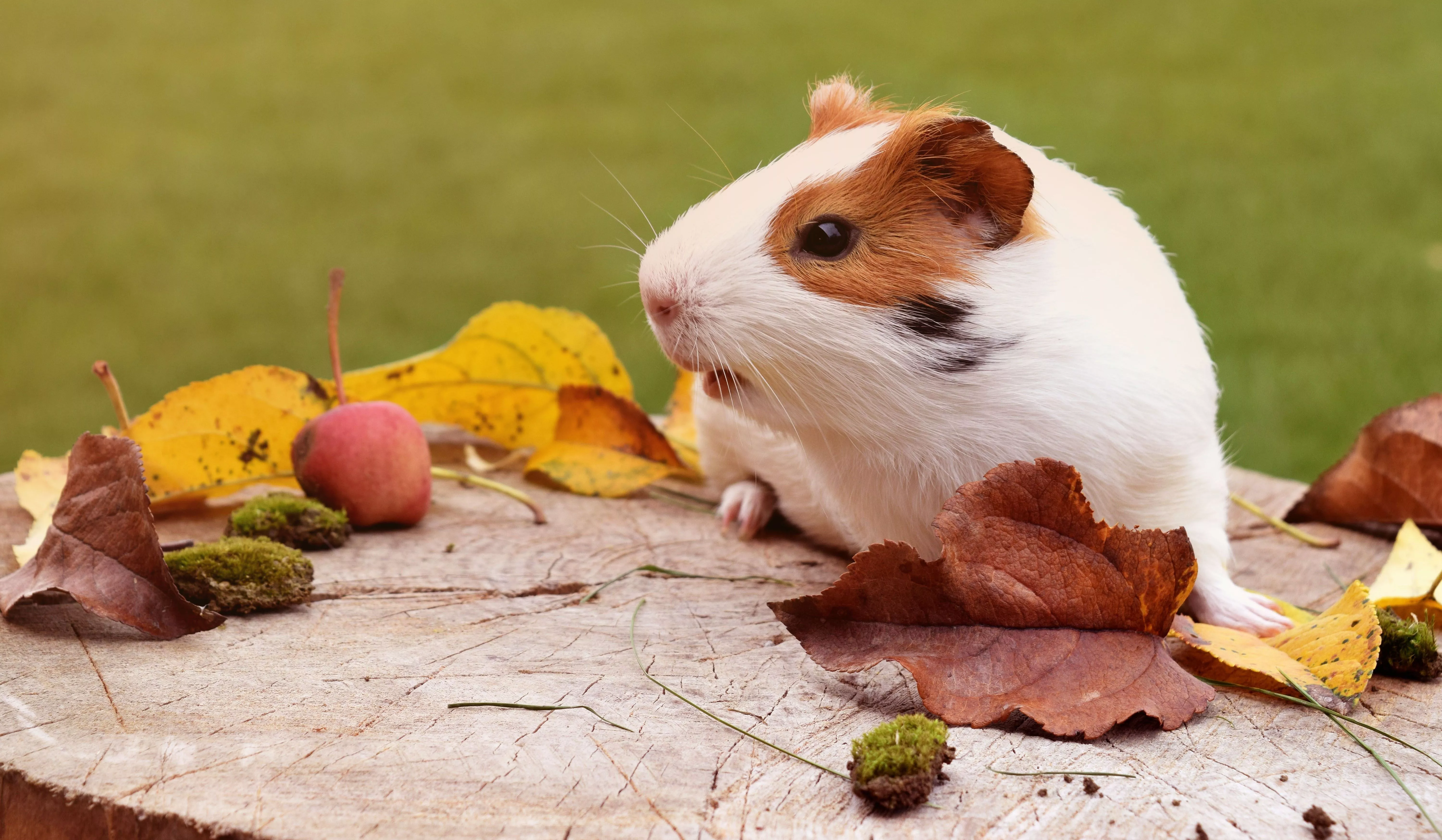 Leaf Fall Rodent Animal Guinea Pig 4k