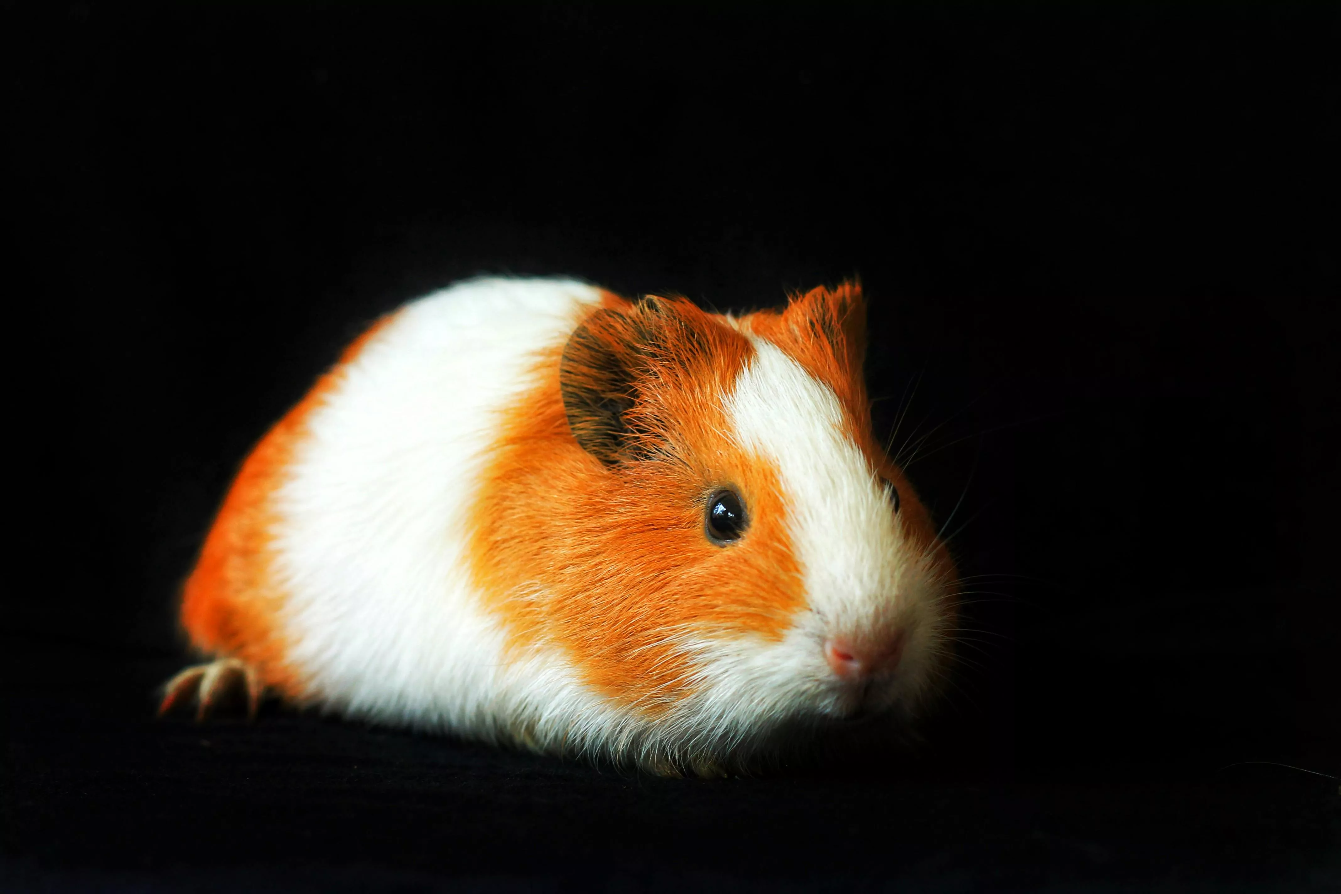 Brown Guinea Pig on Black Background