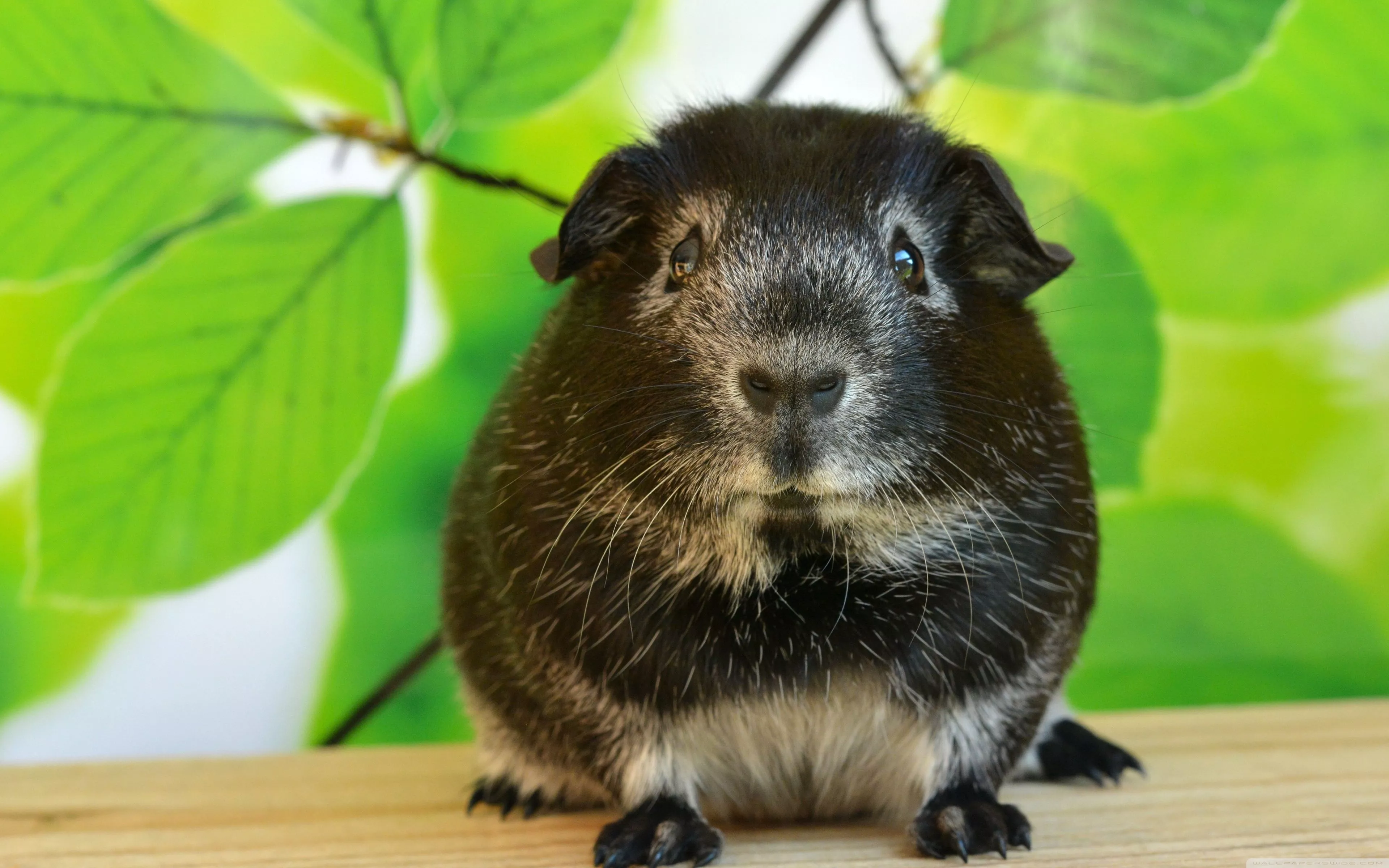 Guinea Pig, Spring Ultra HD Wallpaper