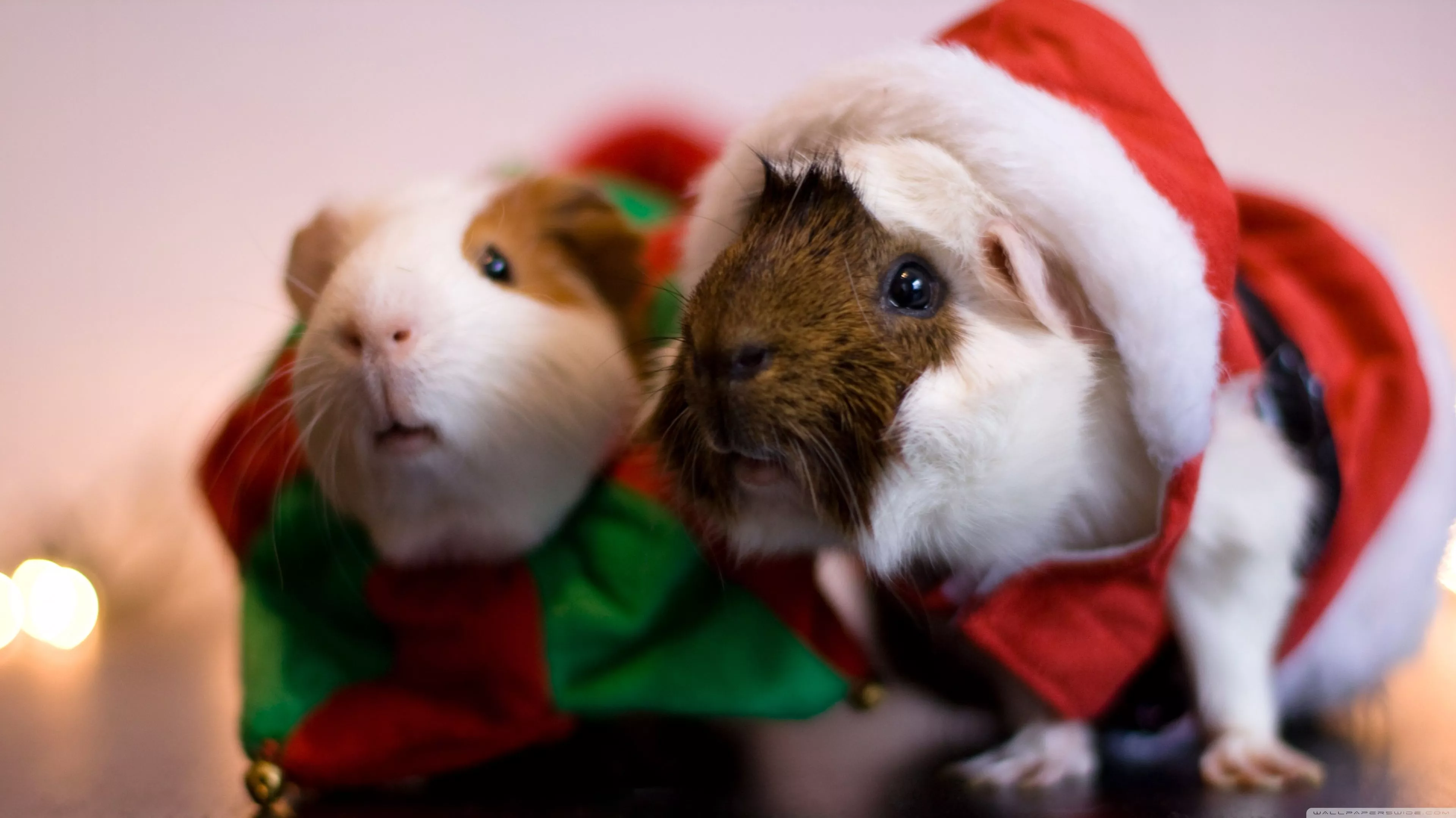 Santa Guinea Pig Ultra HD Wallpaper