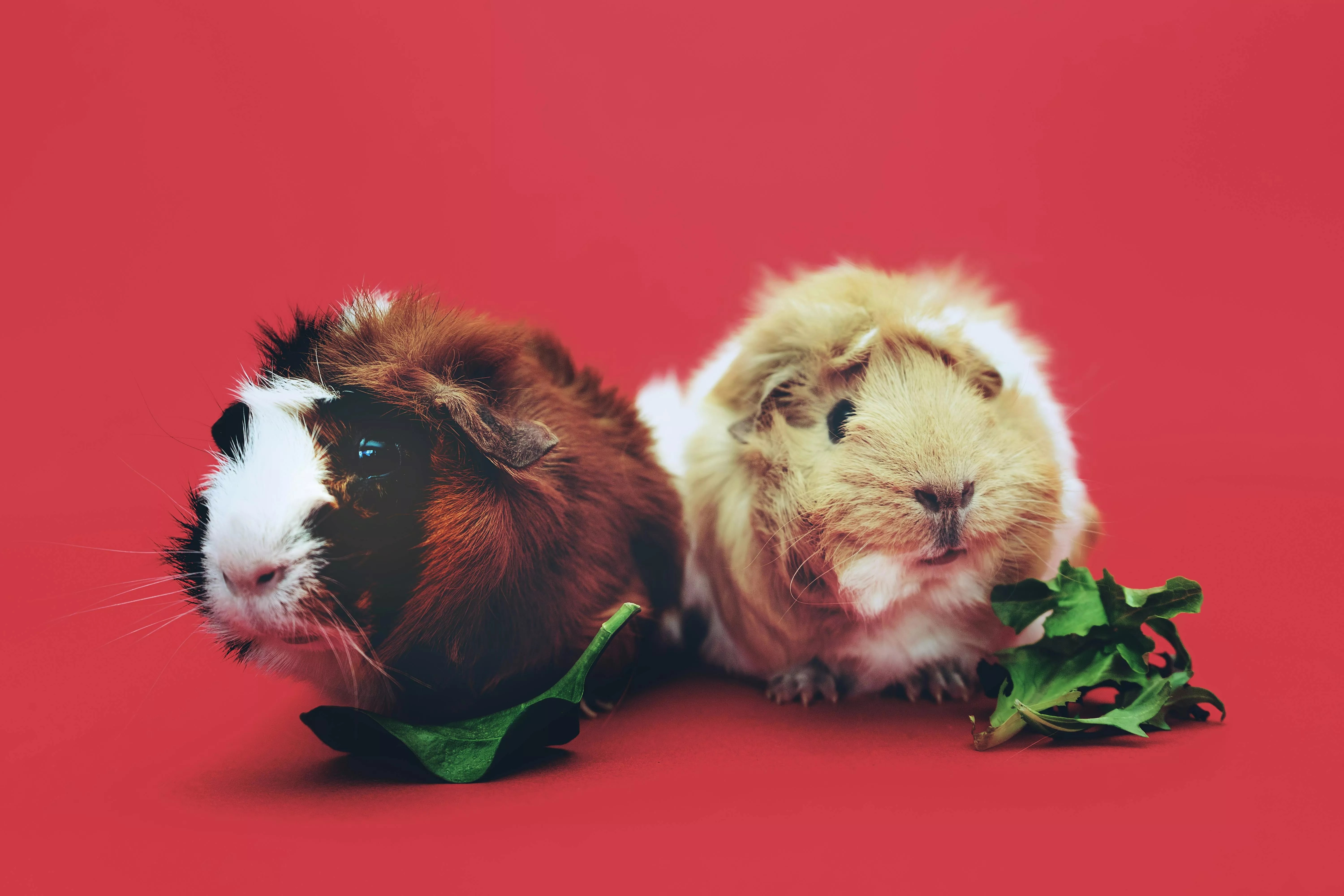 Cute Guinea Pigs Photo, Download