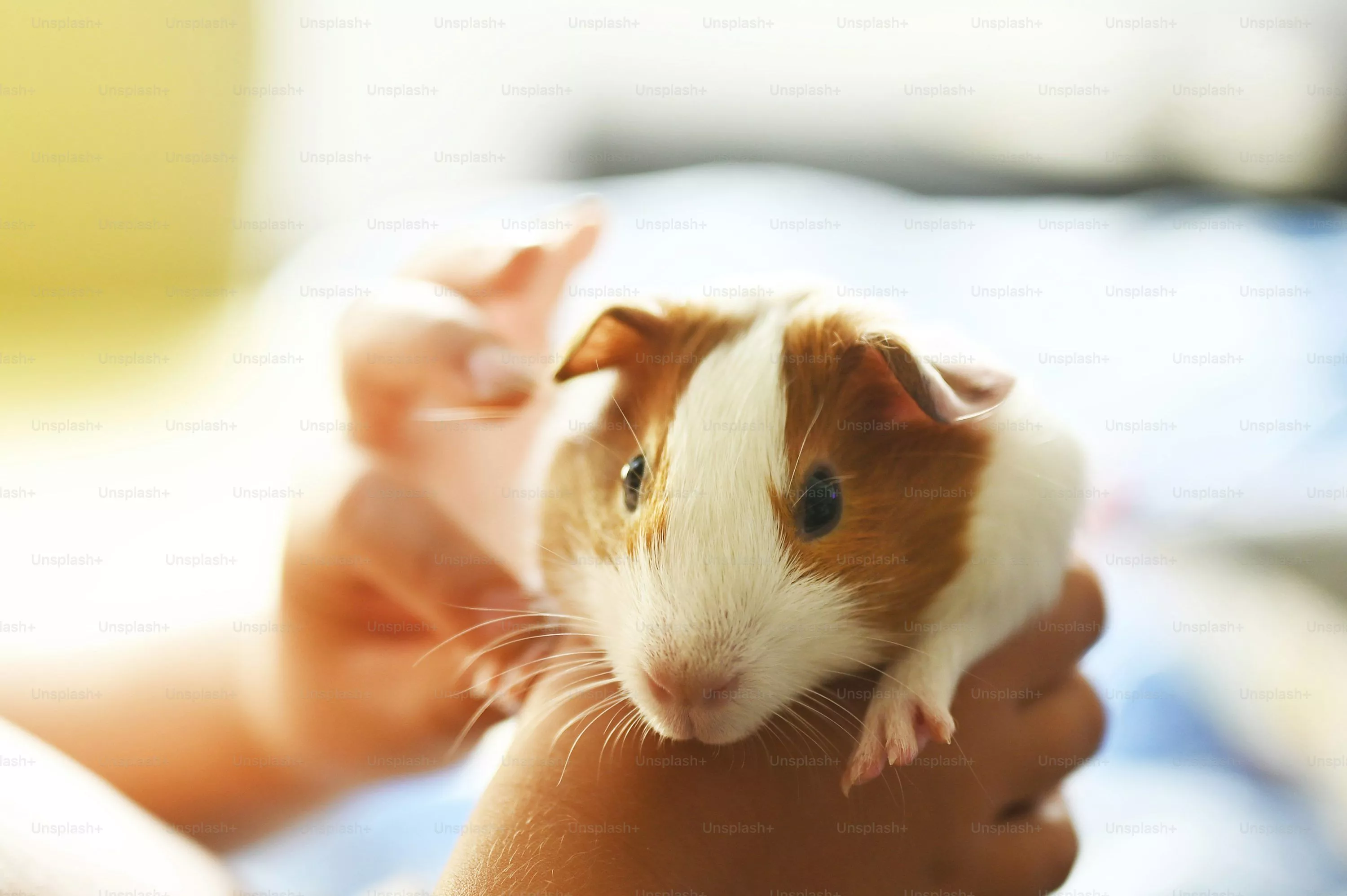 Guinea Pig Picture [HD]. Download