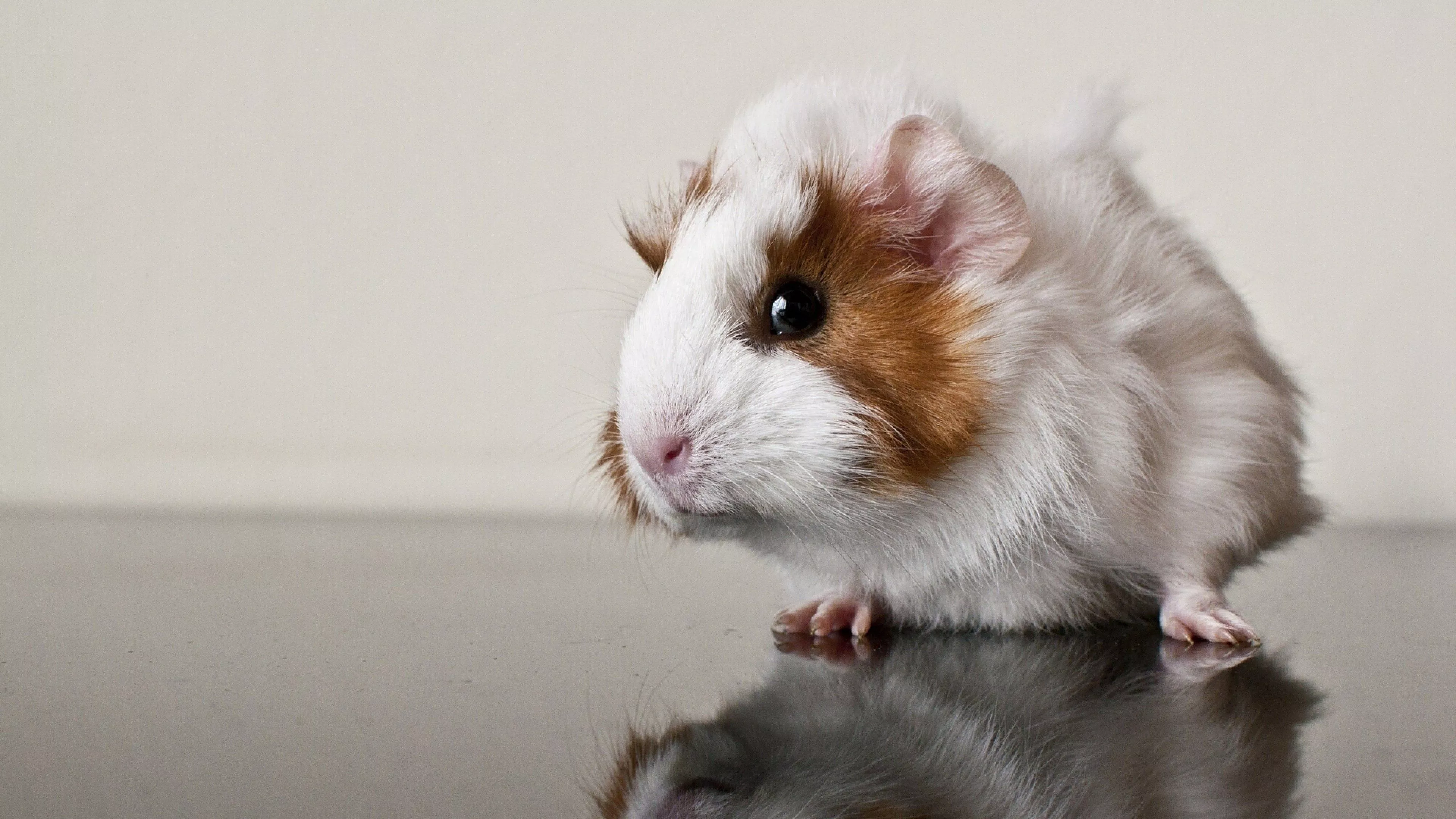 Guinea Pig Wallpaper