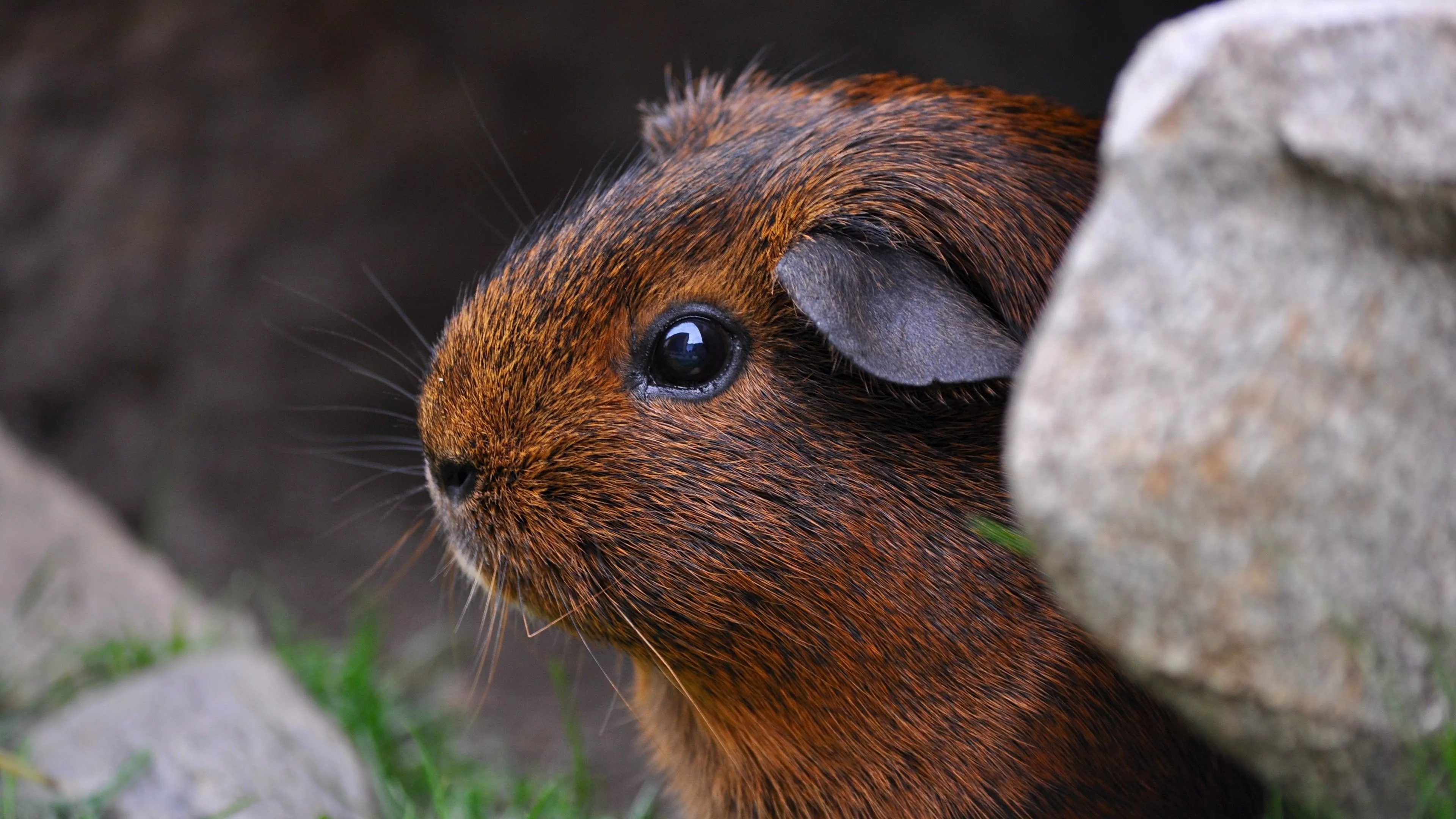 Brown Guinea Pig Wallpaper 4k HD