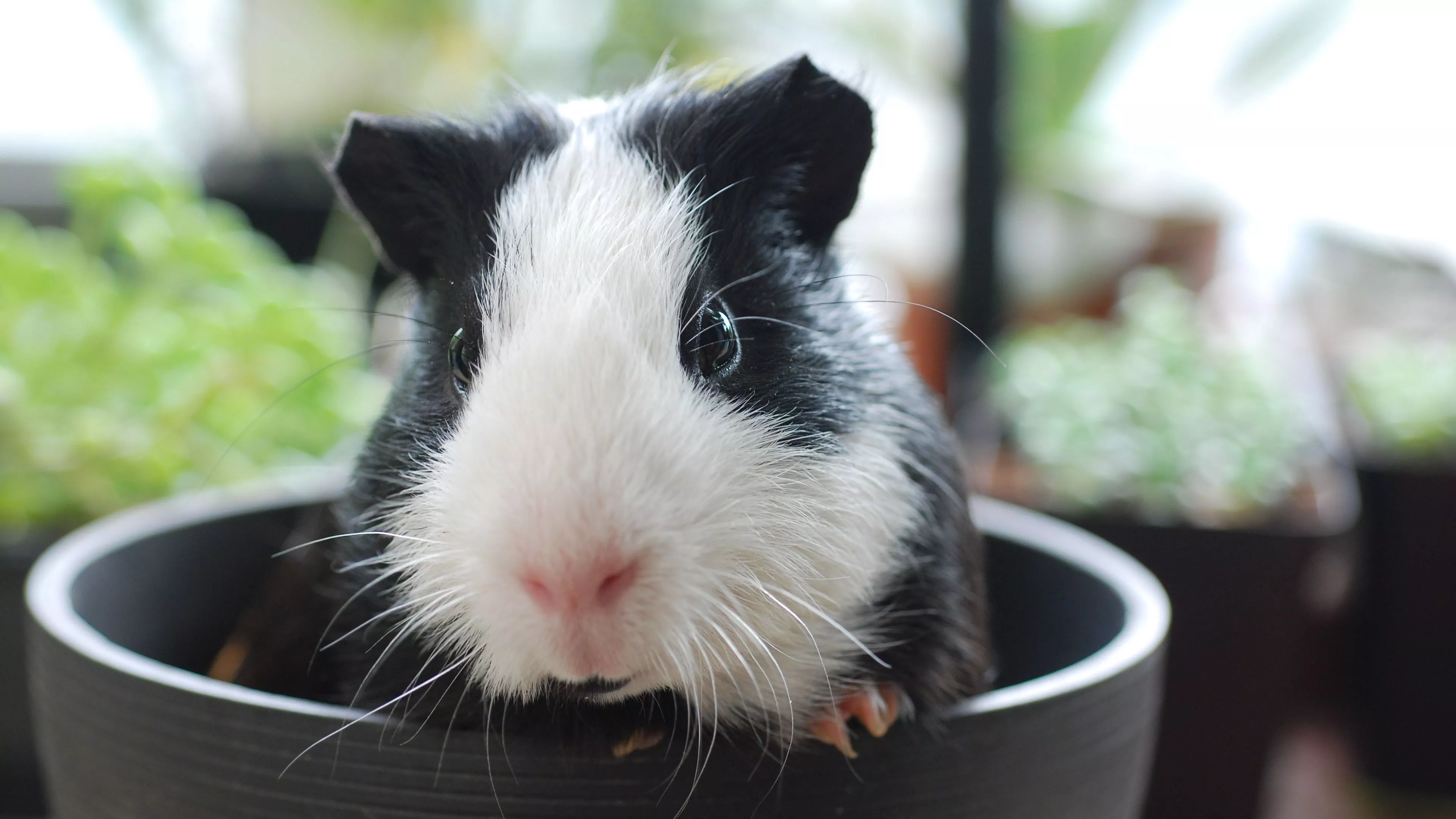 Download wallpaper 3840x2160 guinea pig