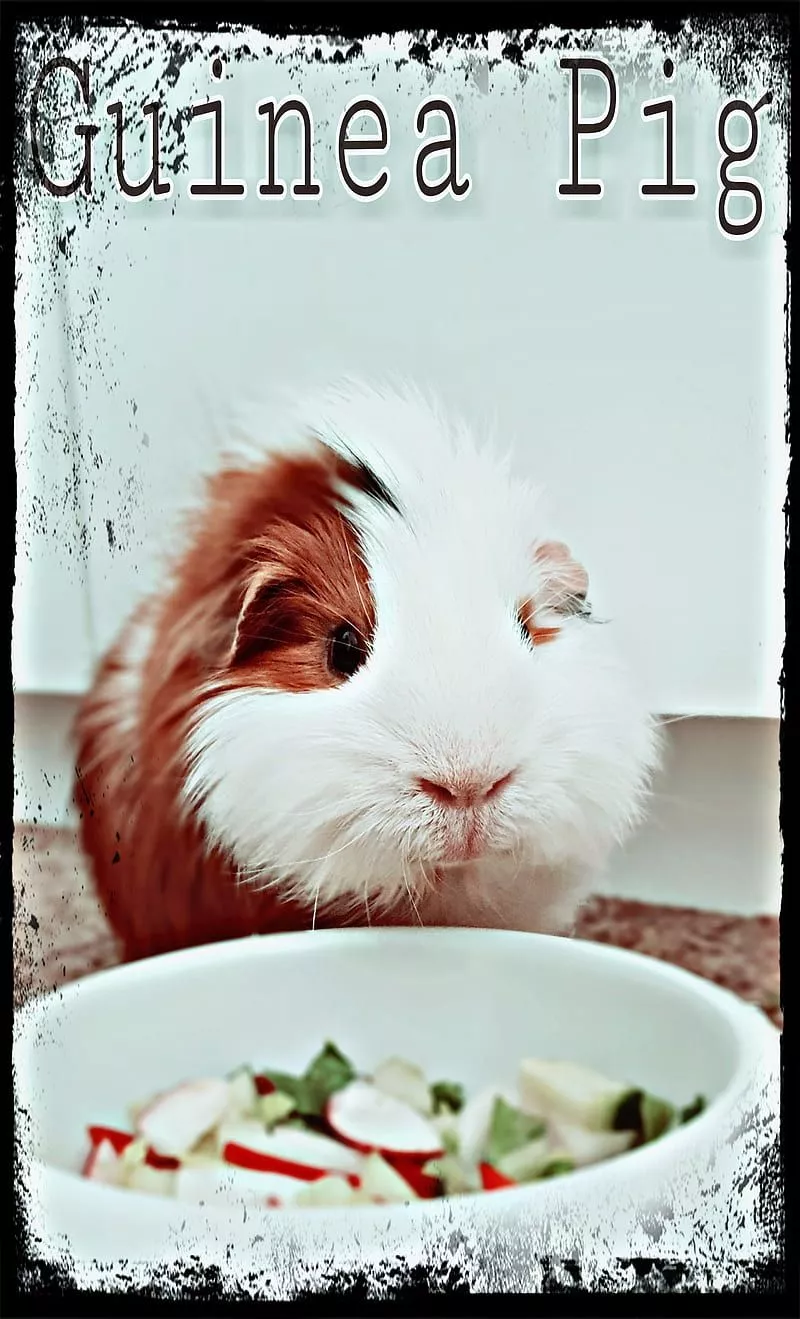 Guinea Pig, cute, HD phone wallpaper