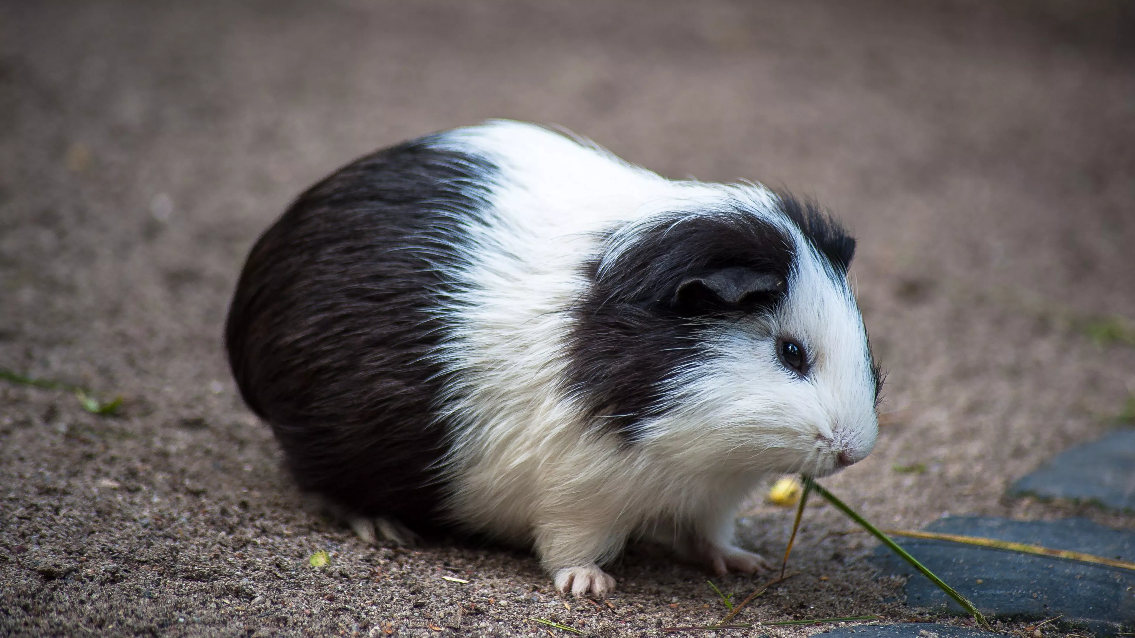 Download wallpaper 3840x2160 guinea pig