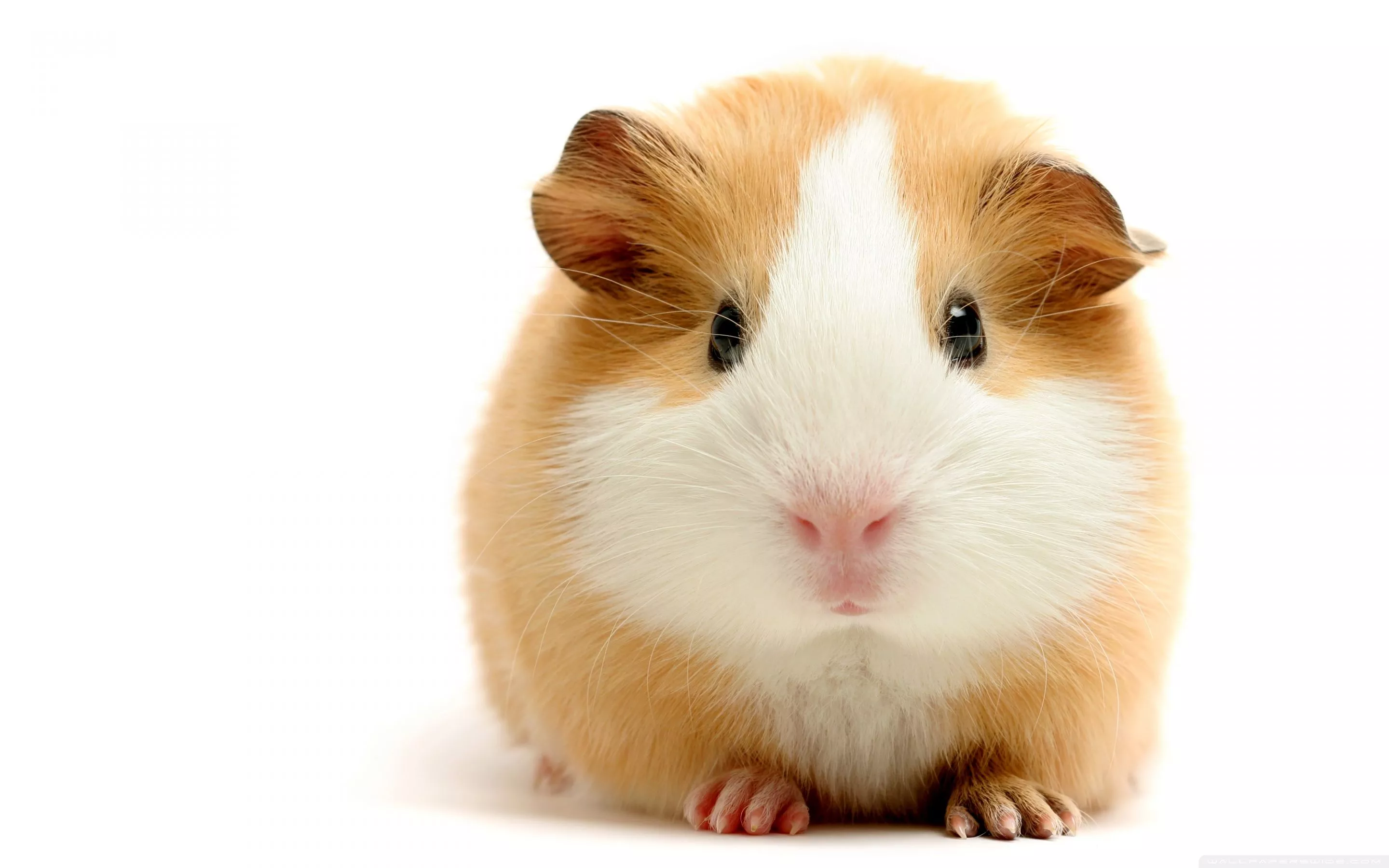 Cute Guinea Pig Ultra HD Wallpaper