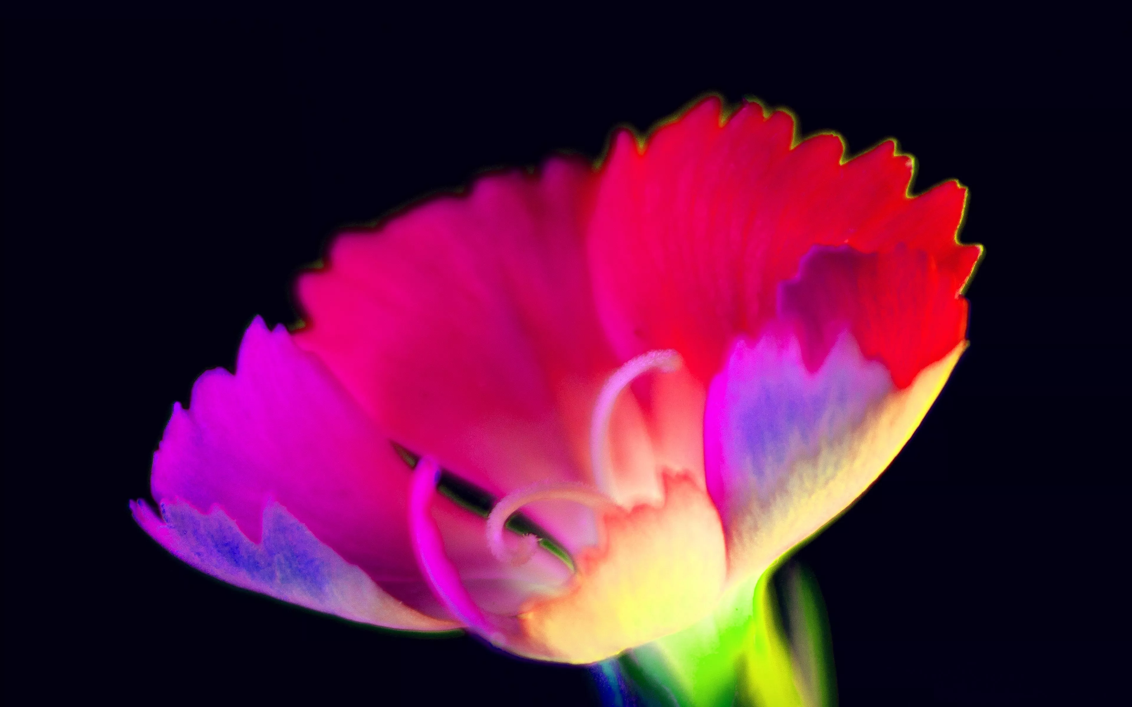 Flower Dark Neon Color Art Red
