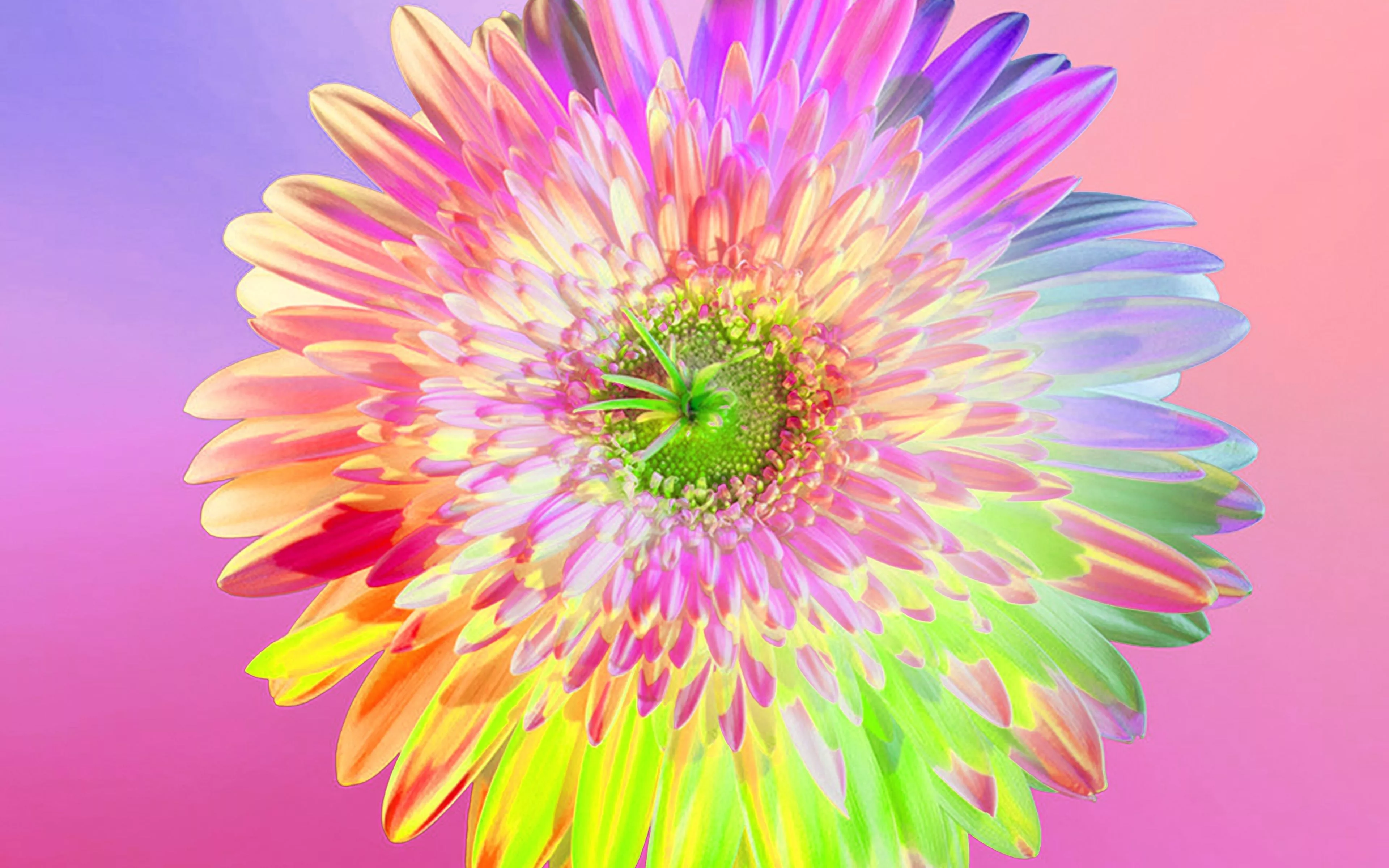 Art Rainbow Flower Pink