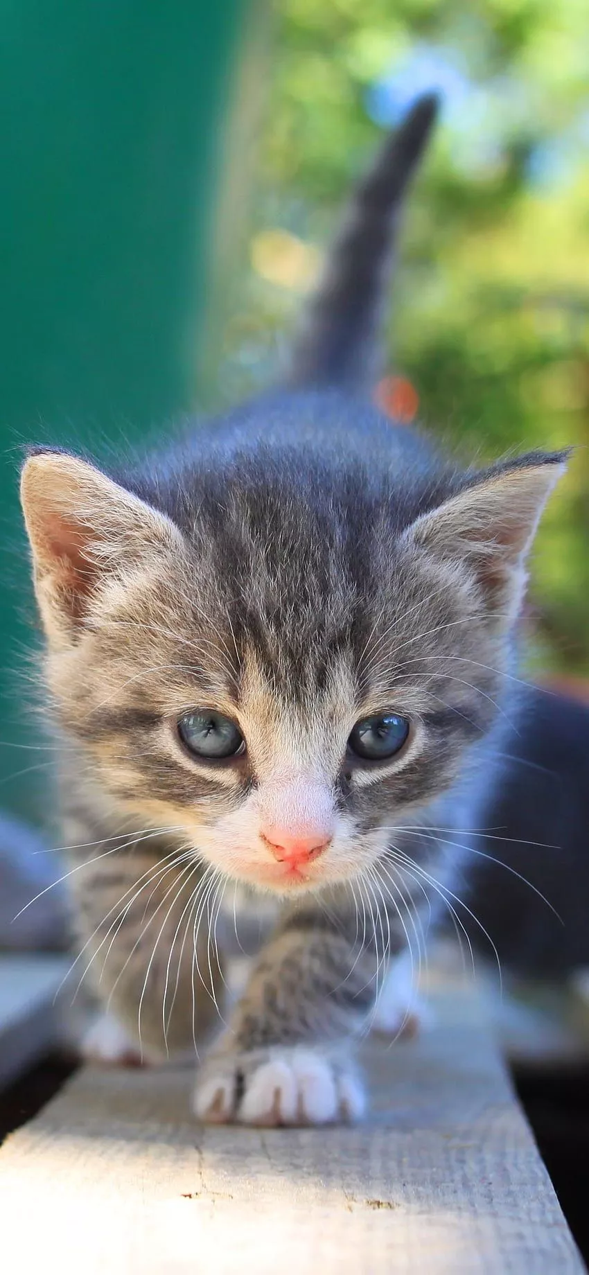 Grey tabby kittens HD wallpaper