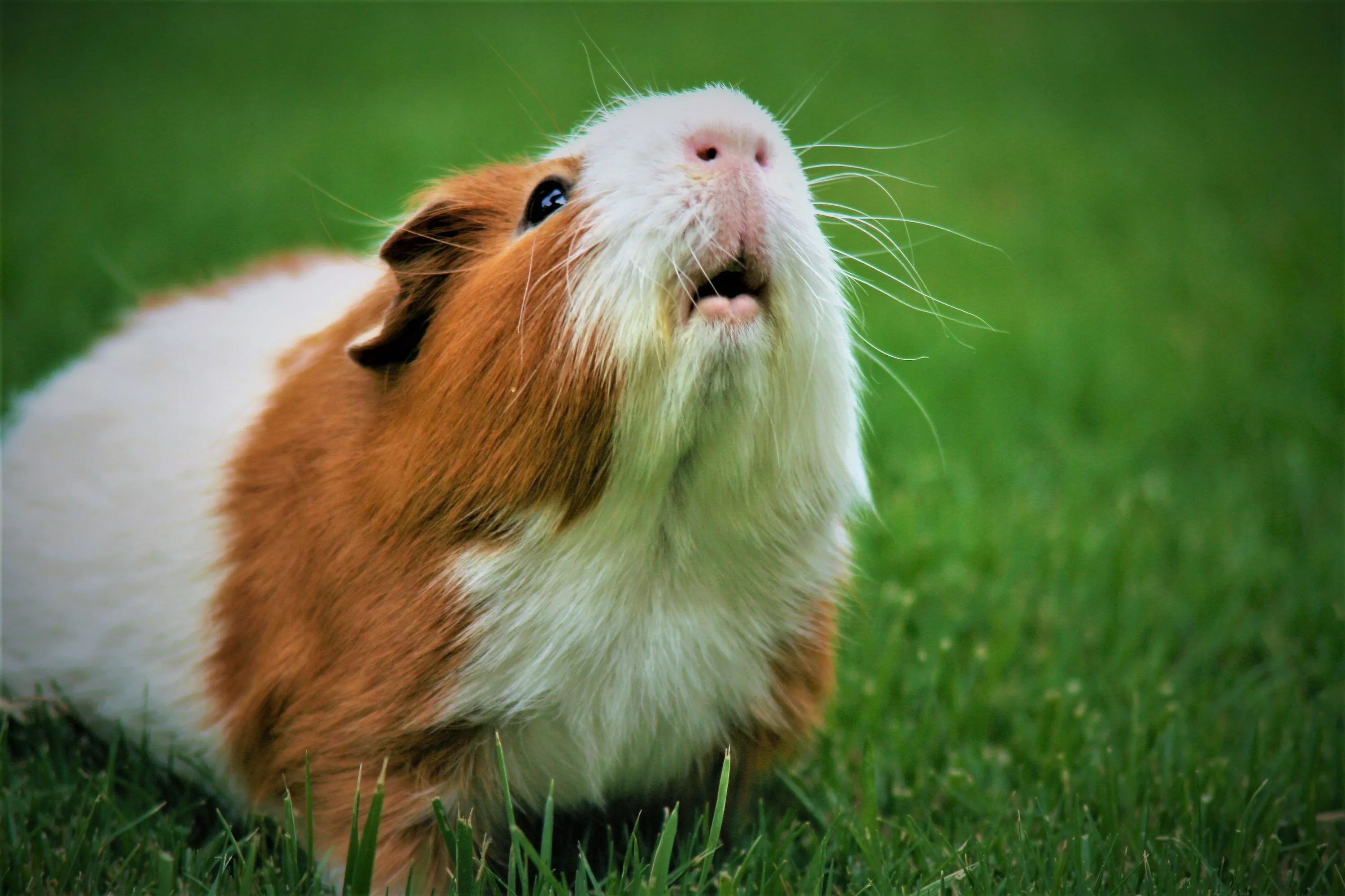 Guinea Pig Picture [HD]. Download