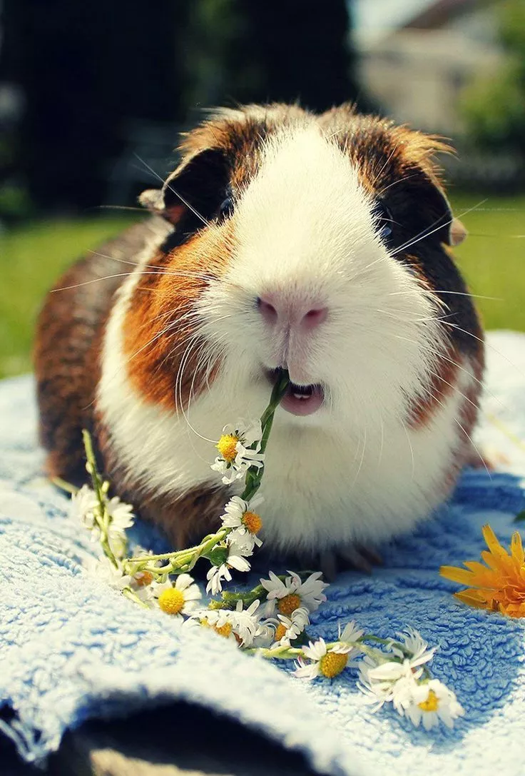 Cute Guinea Pigs Wallpaper