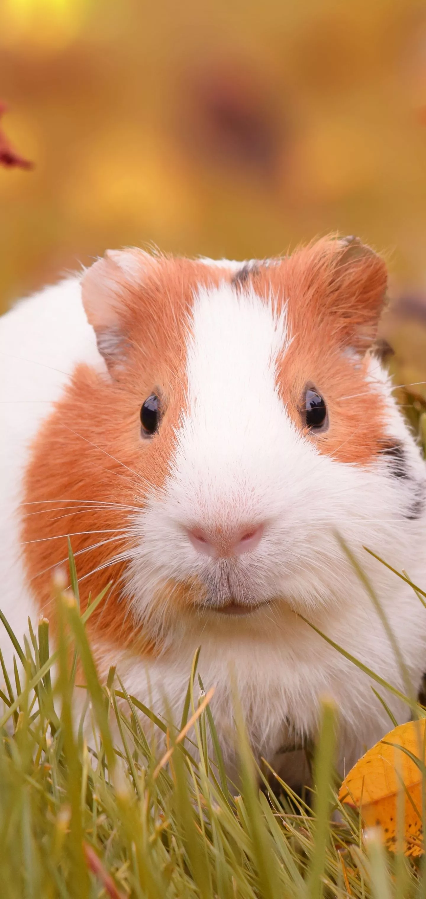Rodent Animal Guinea Pig Phone Wallpaper
