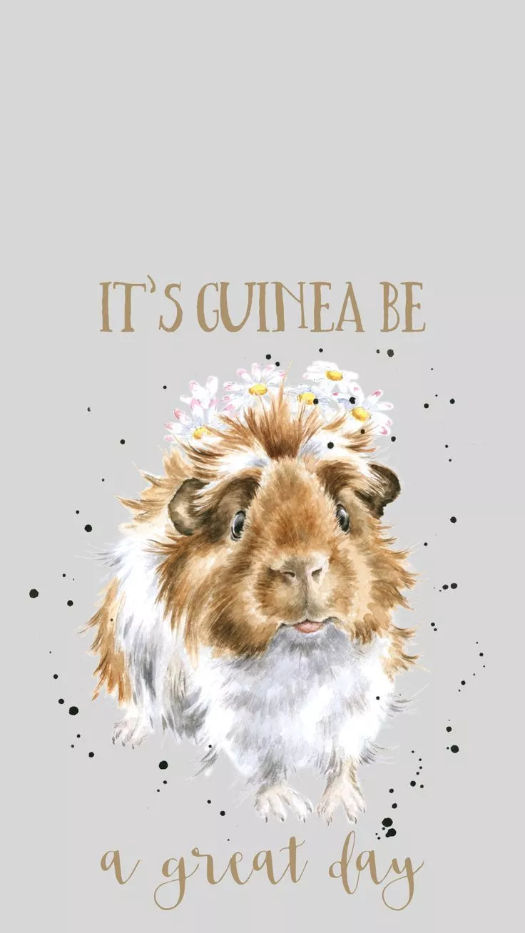 Guinea Pig Phone Wallpaper