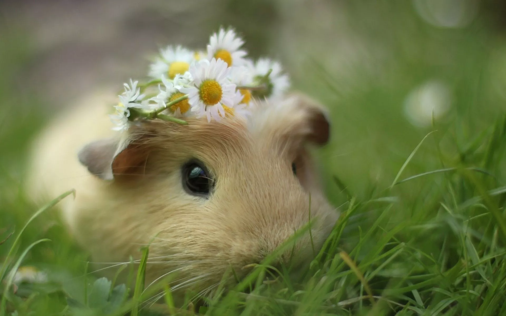Download Guinea Pigs wallpaper