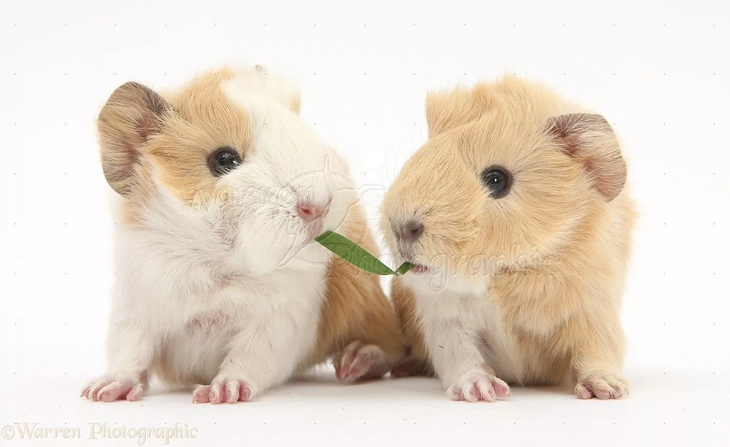day old baby Guinea pigs eating grass
