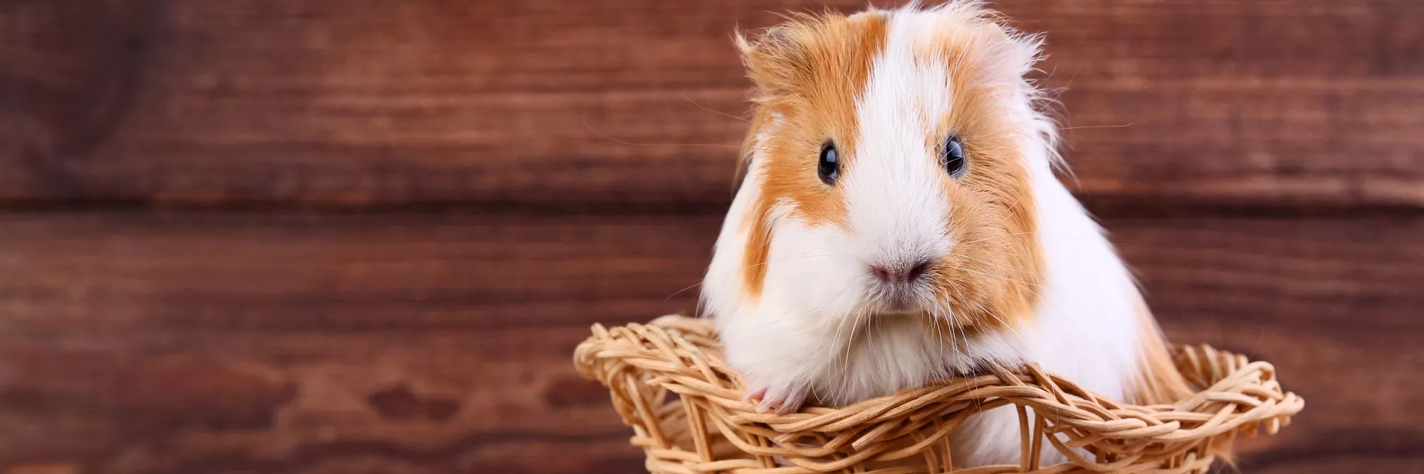 Guinea Pig Wallpaper