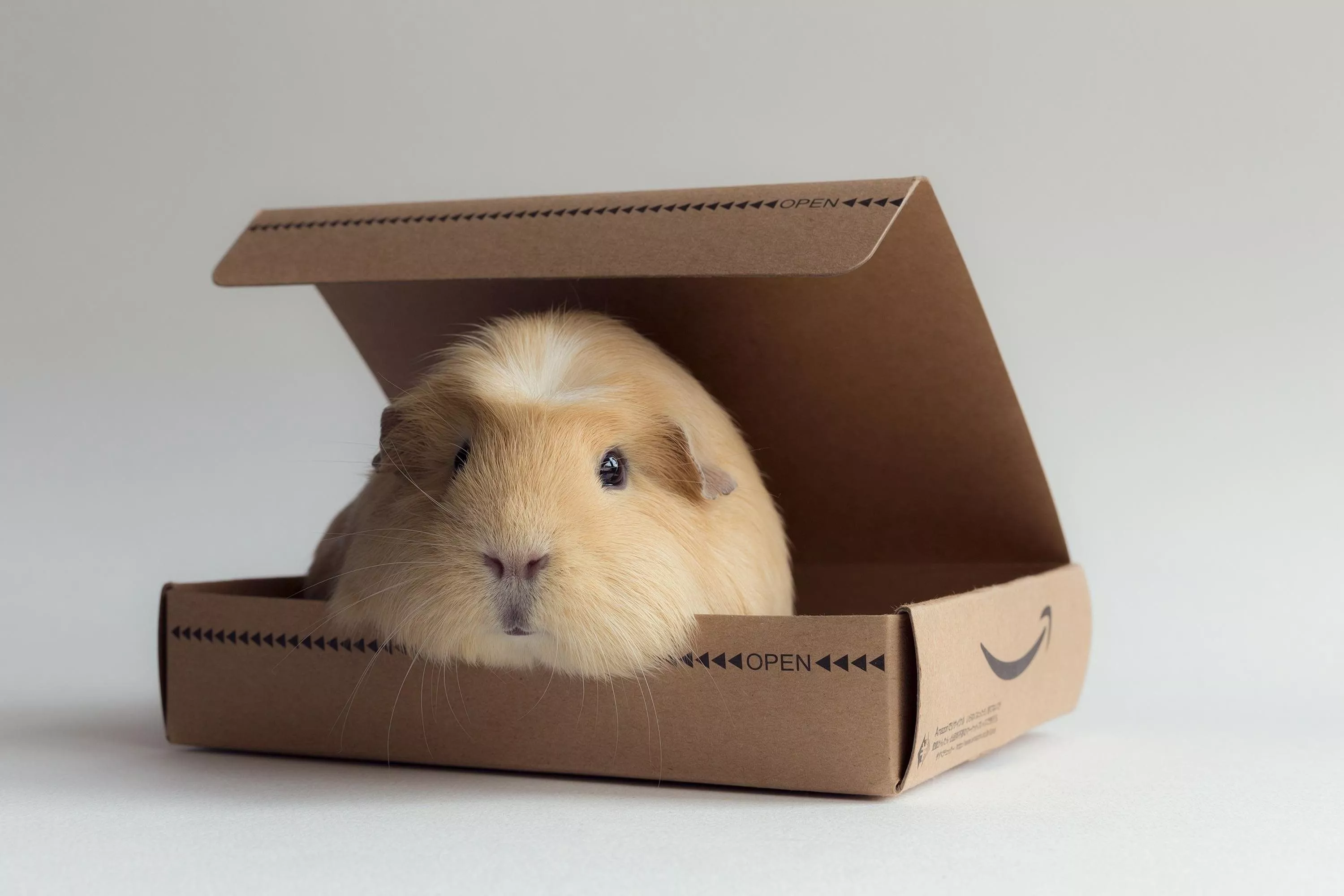 guinea pig, box, rodent Wallpaper, HD