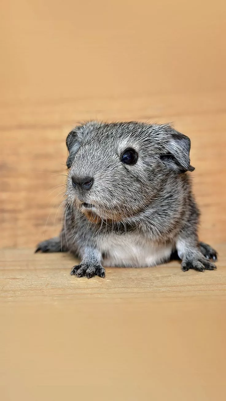 Guine Pig Cute Animal Pet iPhone 8