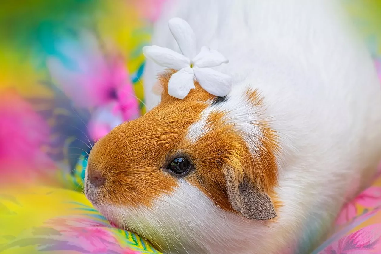 Guinea Pig Rodent Flower photo