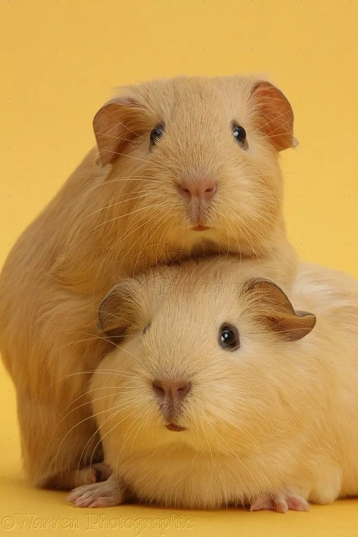 Baby yellow Guinea pigs on yellow