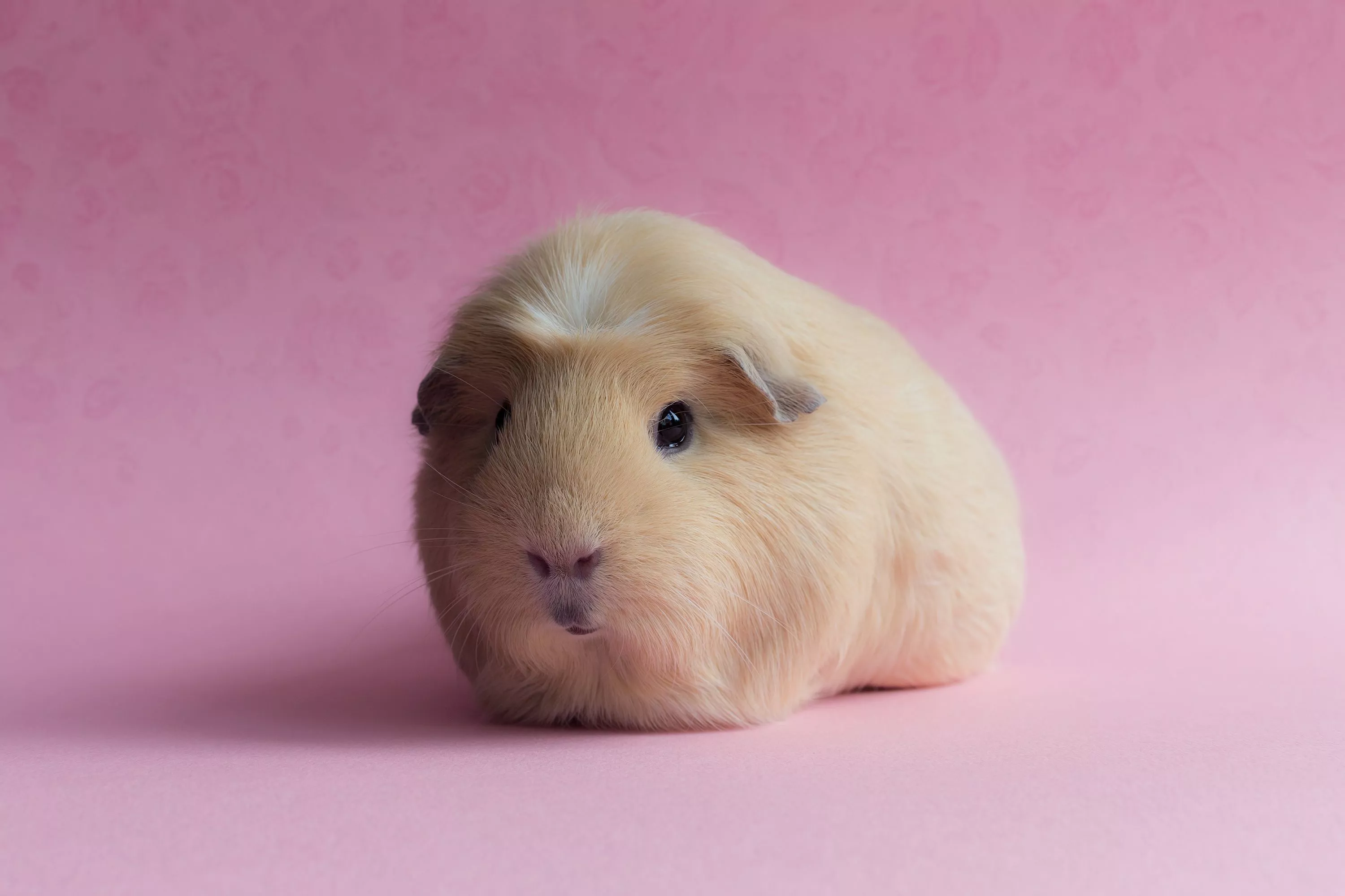 Download Animal Guinea Pig HD Wallpaper