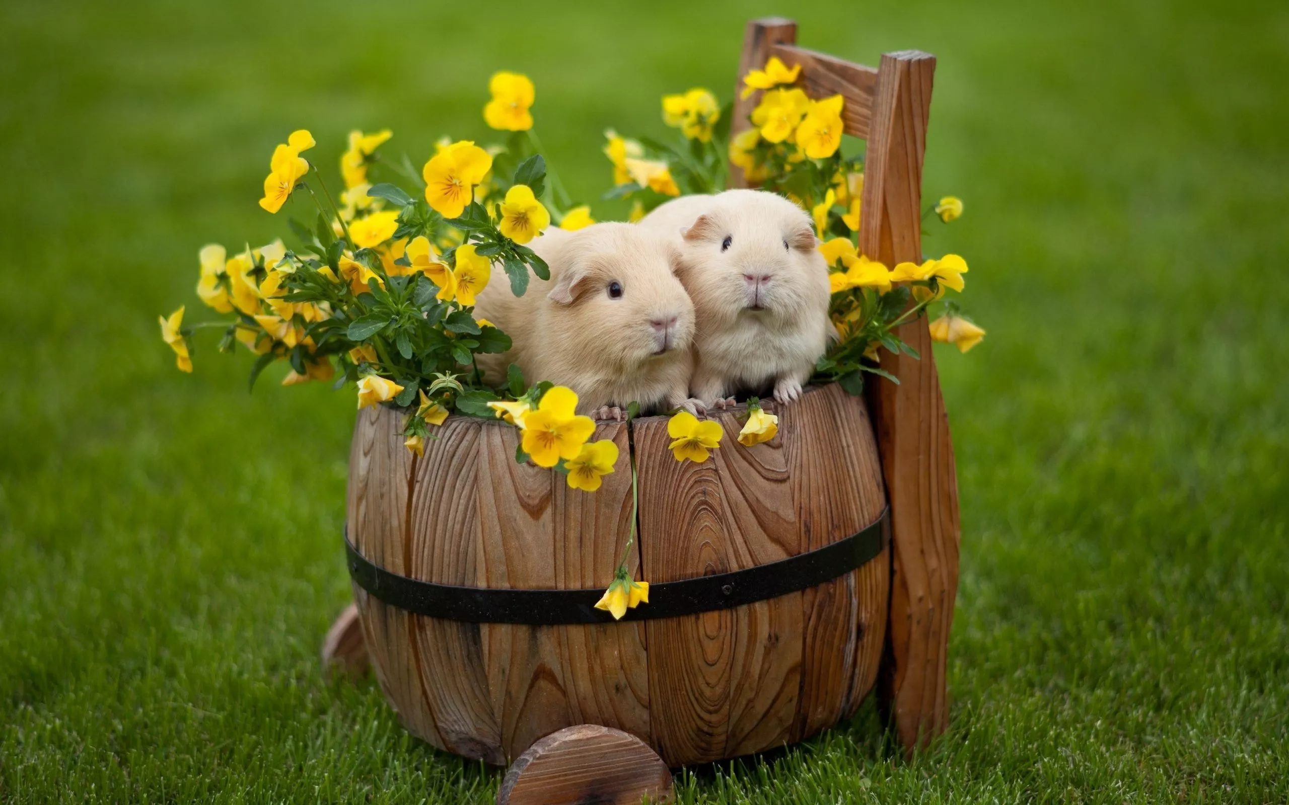 Download Guinea Pigs wallpaper