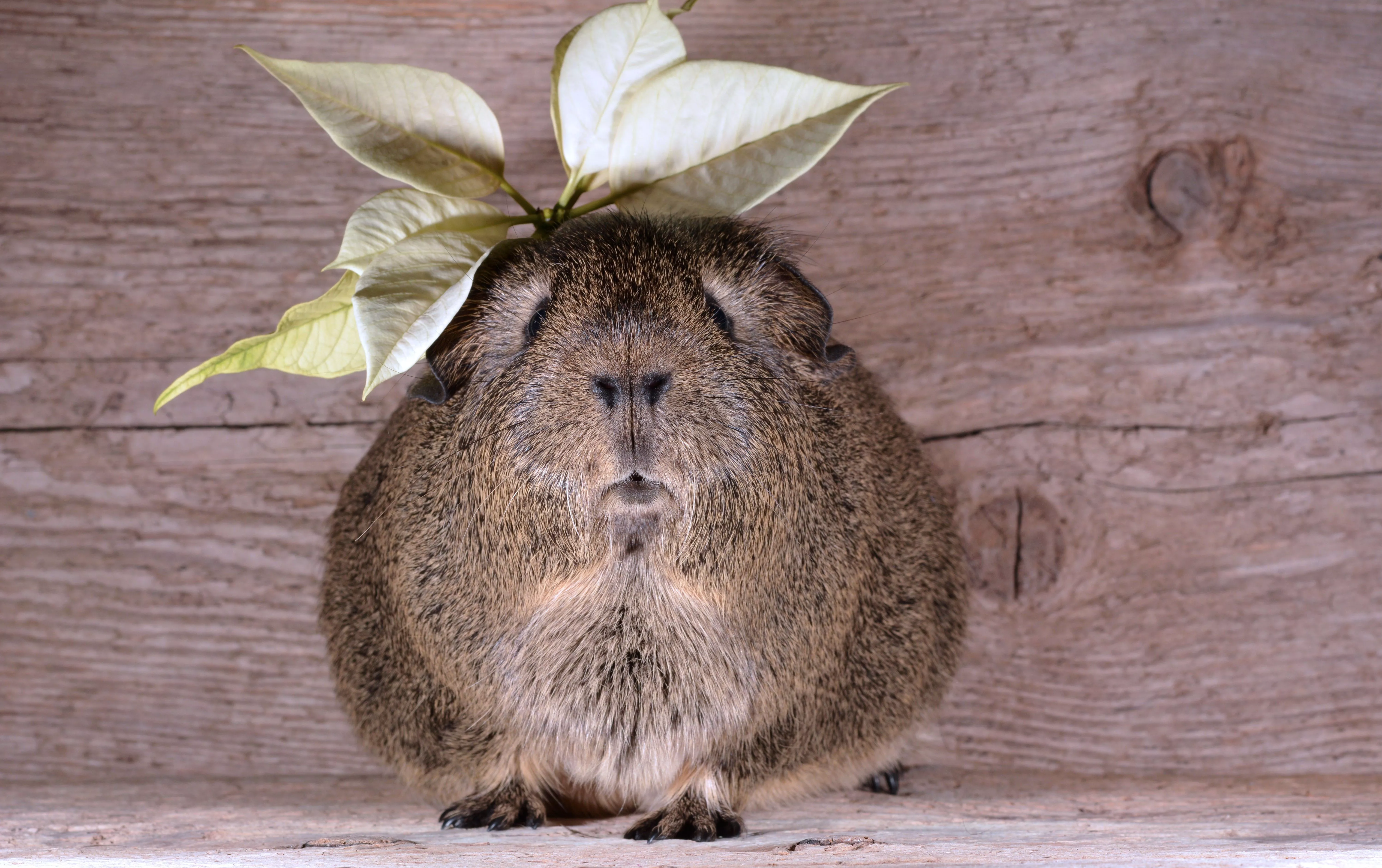 guinea pig, leaves, animal Wallpaper